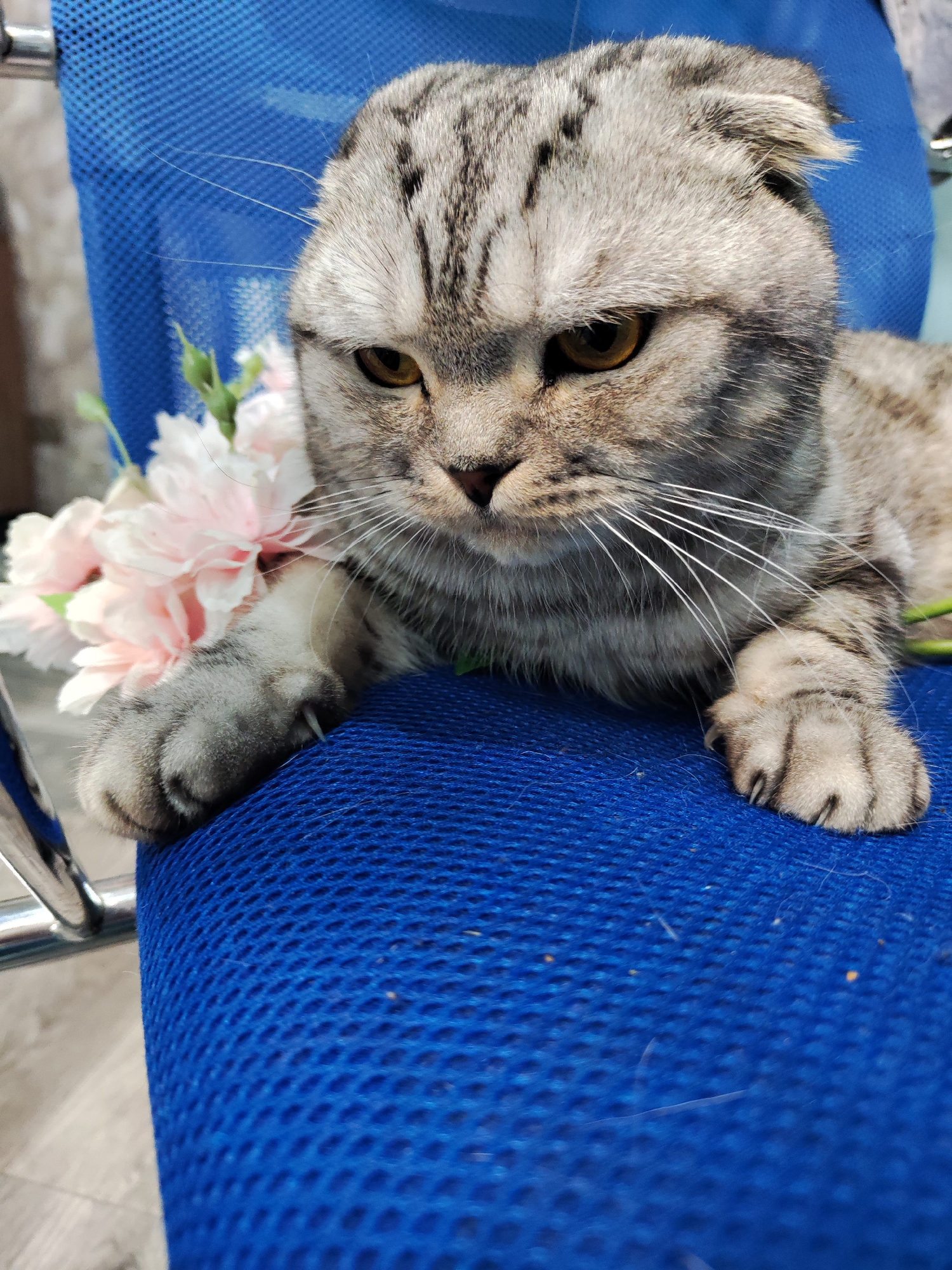 A Scottish Fold cat with grey and black mackerel tabby fur and amber eyes is the central subject of this close-up, vertical portrait. The cat is lying or resting on a blue mesh office chair, occupying most of the lower and central frame. Its distinctive folded ears are clearly visible. The cat's expression appears serious or pensive, with its gaze directed downwards and slightly to the left. Its prominent white whiskers fan out from its muzzle.
Behind and to the left of the cat's left paw, a cluster of artificial pink and white flowers is visible, contrasting softly with the vibrant blue chair and the cat's fur. The cat's front paws are visible, with the left paw resting on the blue mesh, showing slightly extended claws. The chair's backrest, also made of blue mesh, forms the background behind the cat's head and right side. A silver-colored metal chair arm is partially visible on the left side of the frame. The background also shows a glimpse of a light-colored floor. The scene depicts an indoor setting, likely a home or office. This image was captured in Chaikovsky, Russia. The overall impression is one of a calm, posed moment for the feline.