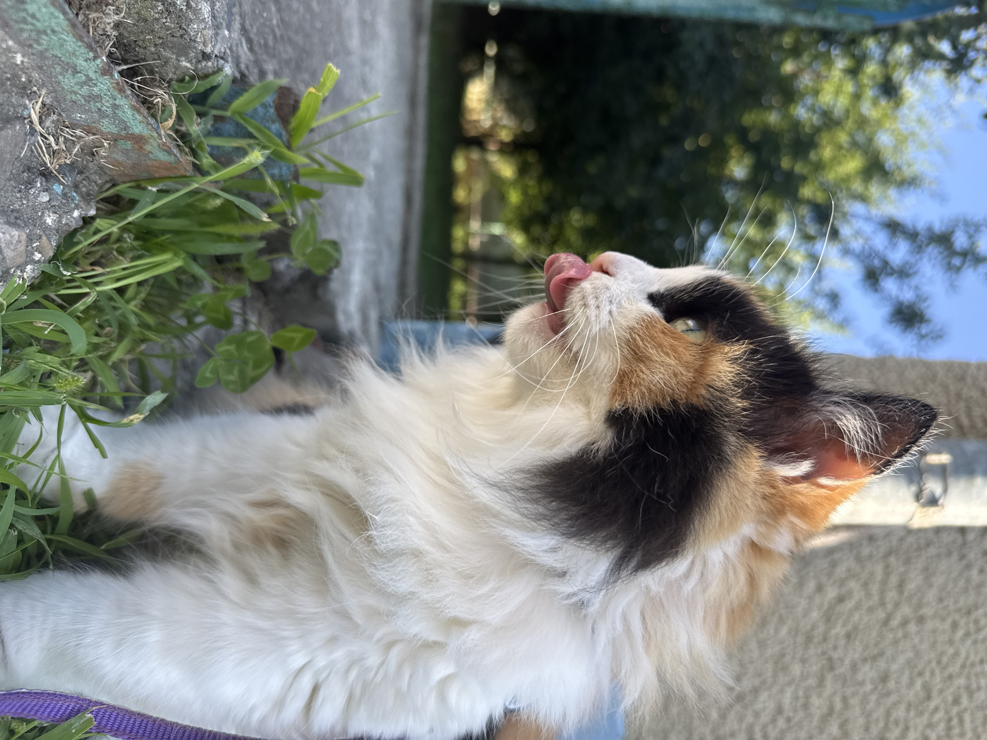 An outdoor, close-up, eye-level, medium shot captures a calico cat in profile. The cat's head is turned to the left, with its tongue sticking out. Its fur is white, black, and orange. The background is blurred, showing green trees and a bright blue sky. The cat is sitting on a concrete surface with green grass and clover growing from cracks. A purple leash is visible on the right side of the frame. The lighting suggests it is daytime, with sunlight illuminating the cat's fur. The cat is the primary subject, and its immediate environment is the concrete and grass.
