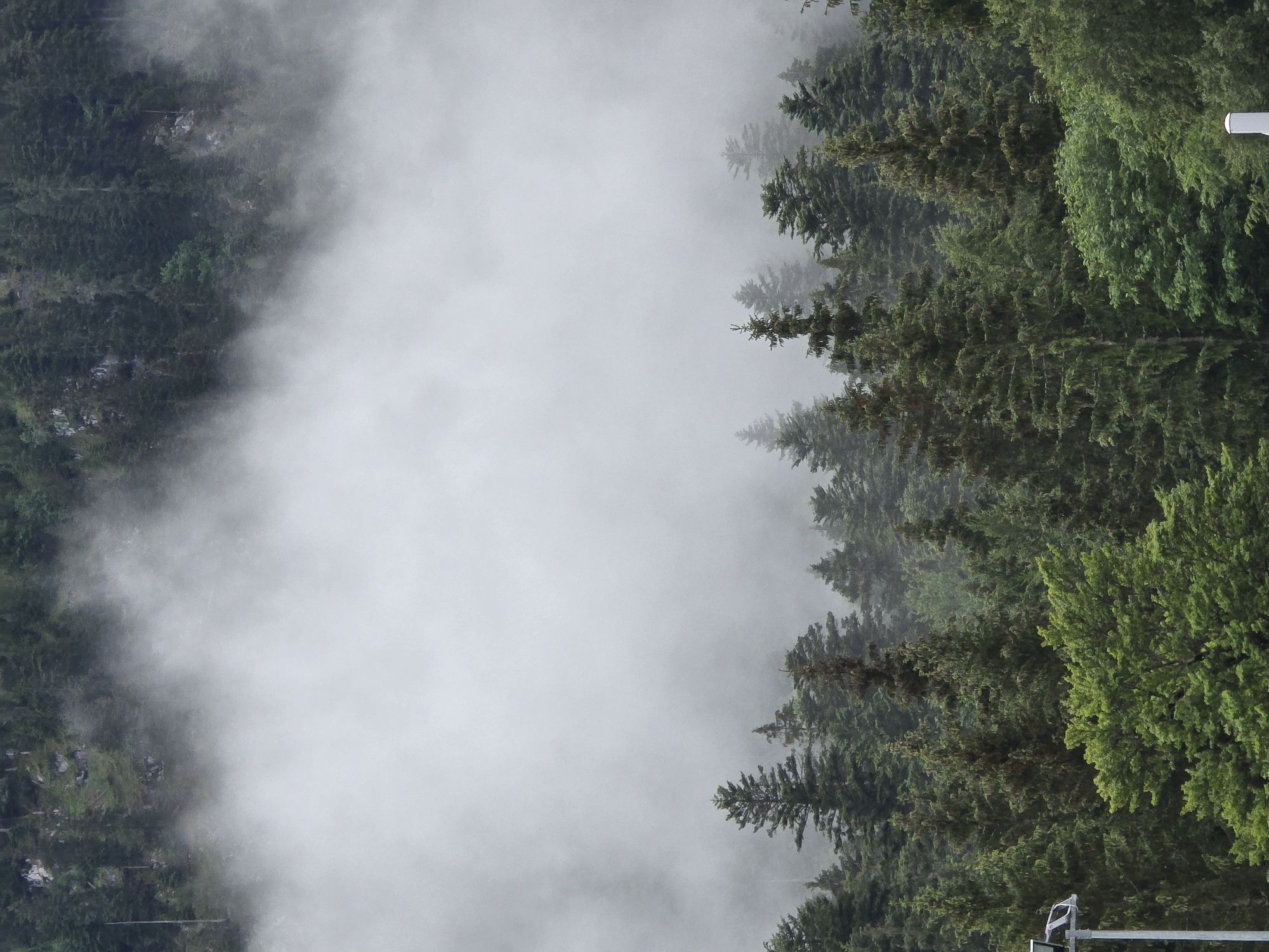 The image depicts a dense forest of pine trees with a thick layer of fog or mist obscuring the upper portions of the trees and the mountain slopes behind them. The foreground shows the tops of various evergreen trees, their foliage a mix of dark green and lighter, brighter greens, indicating different species or varying light conditions. In the lower left corner, a portion of a white lamppost with a light fixture is visible. The overall atmosphere is serene and slightly mysterious due to the fog. The scene is typical of the natural, mountainous environment found in and around Grainau, Germany, particularly in areas with substantial elevation and forest cover.
