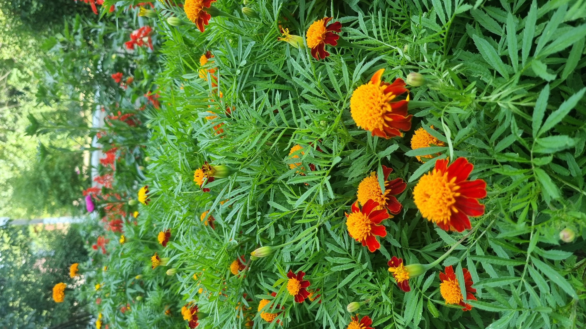 This is a vertical, close-up, medium-shot photograph of a dense bed of marigolds in Smila, Ukraine. The marigolds have bright yellow-orange centers and deep red-brown outer petals. They are clustered together, with their fern-like green foliage filling most of the frame. In the background, out of focus, are glimpses of trees and other colorful flowers, including red and some pink blossoms. The lighting is soft, suggesting it is daytime. The image appears to have been taken at ground level, looking into the flower bed.