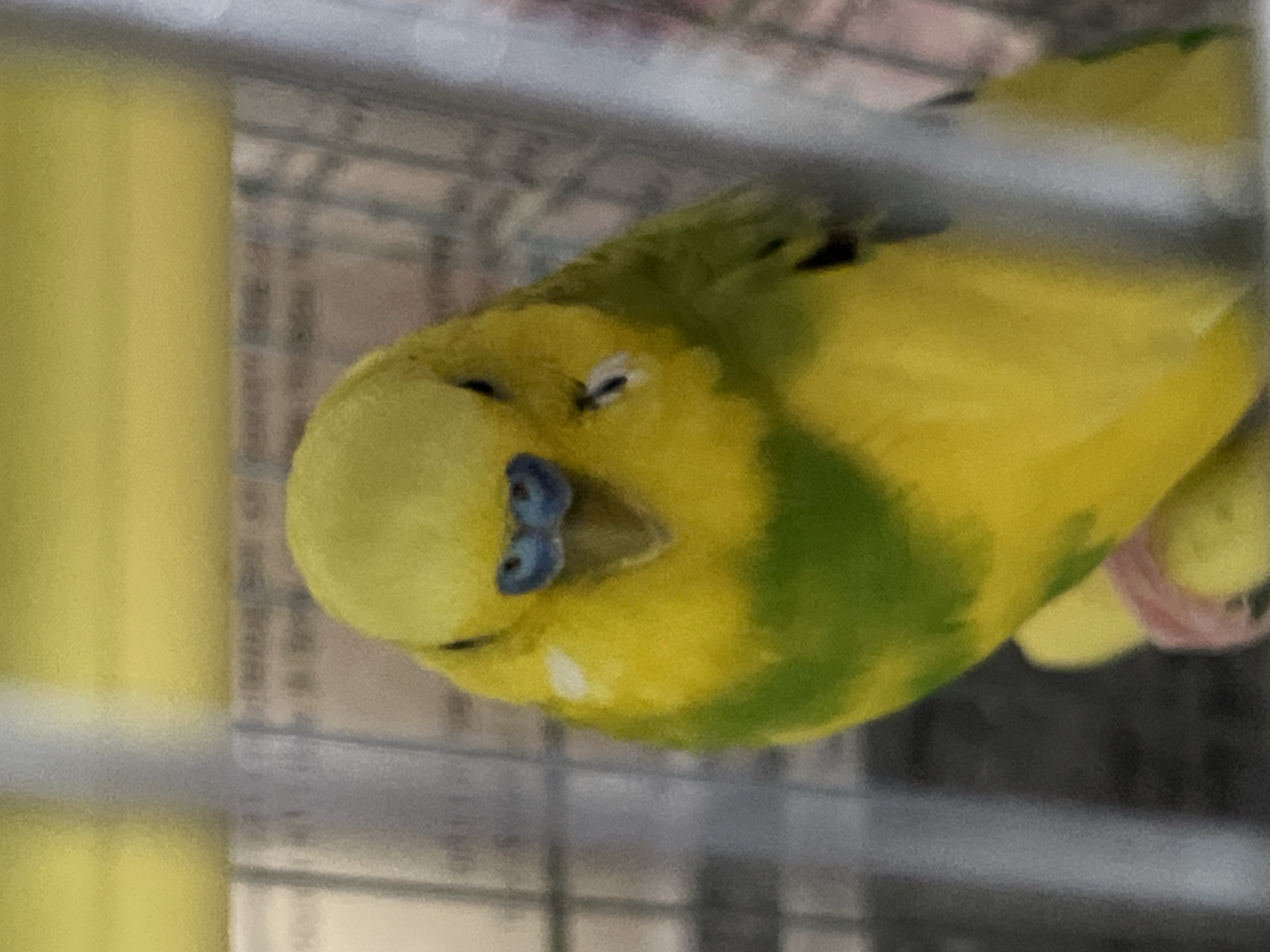 The image features a vibrant yellow and green budgerigar, likely a male given its prominent blue cere, set within an indoor environment, most probably a cage. The bird is captured with its head tilted, and its eyes appear partially closed, suggesting a relaxed or sleepy state. Its plumage is a striking combination of bright yellow across its head and underparts, contrasting with patches of lime green on its back and wings. A small white cheek patch is visible below its eye.
On the bird's partially visible right leg, a pink identification band is clearly discernible. The background consists of blurry, out-of-focus cage bars, indicating the bird is inside an enclosure. To the left of the bird, a blurry, vertical yellow object, possibly a perch or another cage accessory, is visible. The overall image has a slightly grainy texture, consistent with a photograph taken in potentially less-than-ideal lighting conditions. There is no visible text in the image. The setting appears calm and domestic, showcasing a pet bird.