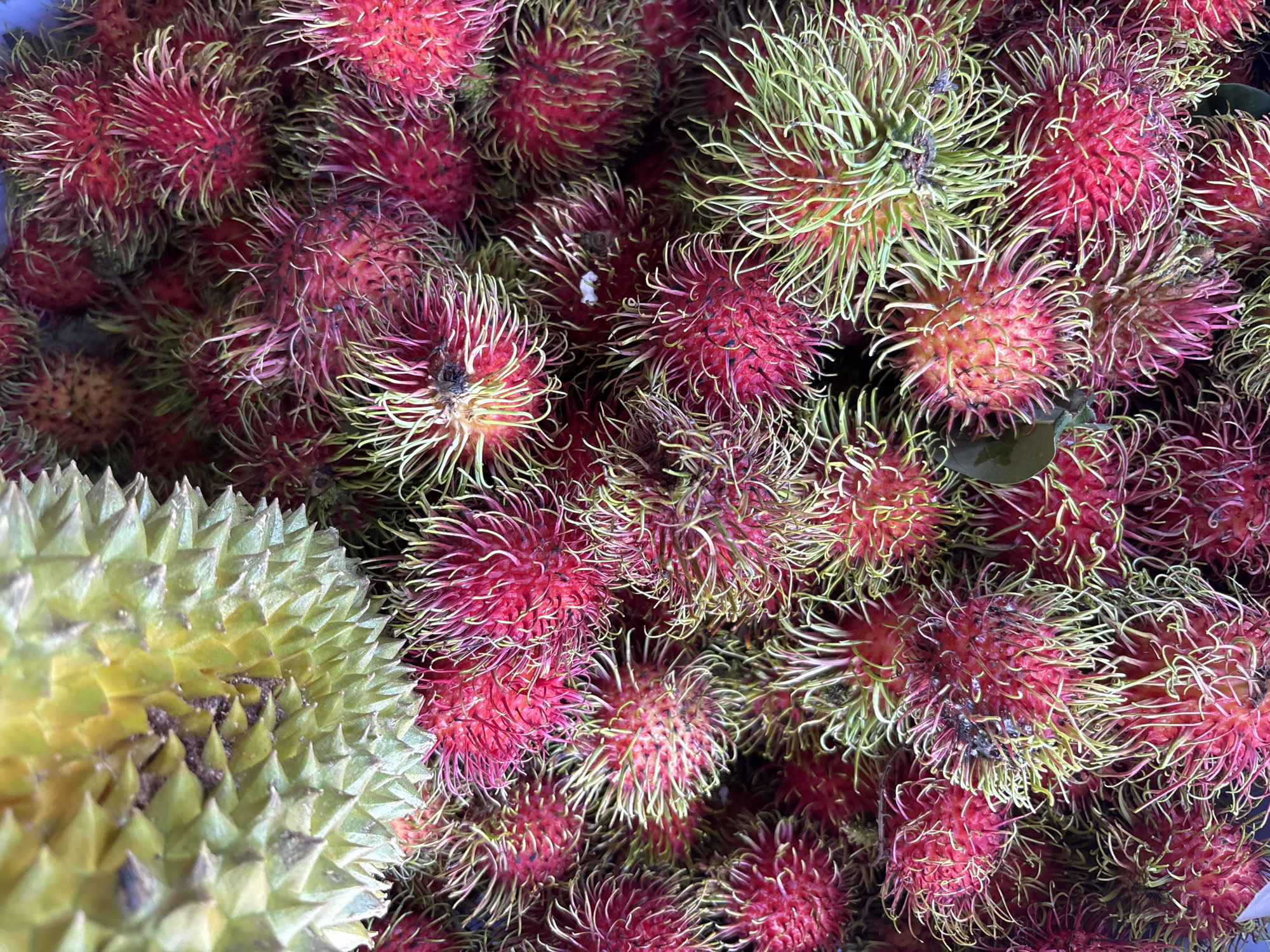 This image is a close-up, overhead shot of a pile of rambutan fruits, with the spiky green rind of a durian fruit visible in the upper left corner. The rambutan are mostly bright red, with some hints of pink and yellow, and are covered in soft, hair-like spines that are green and yellow. The durian is a lighter green and its spikes are sharper and more prominent. The fruits are densely packed together, with the focus on their textured surfaces. The image appears to have been taken outdoors, possibly at a market in Nha Trang, Vietnam, given the common availability of these tropical fruits in such locations. There are no people or specific landmarks visible, only the fruits.