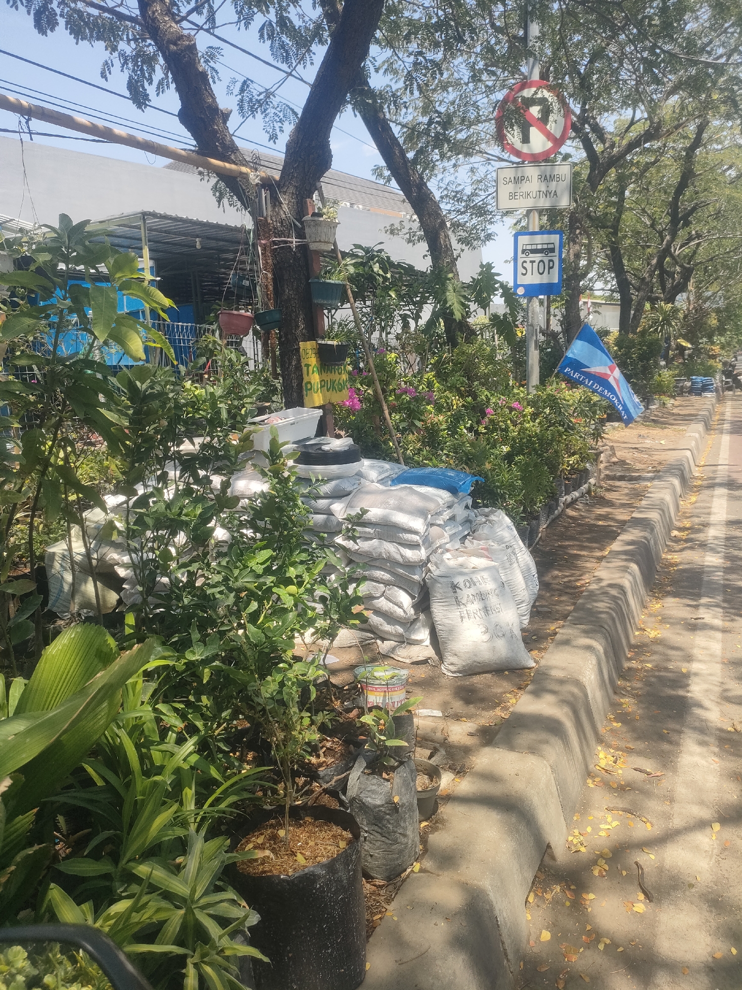 In Surabaya, Indonesia, a clear daytime scene unfolds along a sun-drenched roadside. A paved road with a distinct curb runs along the right side of the image, bordered by a sidewalk littered with fallen yellow leaves. On the sidewalk, a collection of potted plants and bags of fertilizer are neatly arranged, suggesting a small plant nursery or a vendor. A prominent blue and white flag with the text "PARTAI DEMOKRAT" (Democrat Party) waves from a pole, indicating a political presence.
Further down the sidewalk, a traffic sign assembly stands tall. The topmost sign is a circular red sign with a white horizontal bar and a diagonal red line, indicating "no entry" or a prohibition. Below it, a rectangular white sign reads "SAMPAI RAMBU BERIKUTNYA" (Until the next sign). Finally, a blue square sign depicts a bus icon and the word "STOP" in white, signifying a bus stop.
The background reveals a building with a corrugated metal roof and a light-colored wall, partially obscured by lush green foliage. Several trees with rough bark and broad canopies provide shade, their branches interlaced with visible overhead wires. The overall impression is that of a vibrant street scene in Surabaya, a blend of commerce, nature, and civic information.