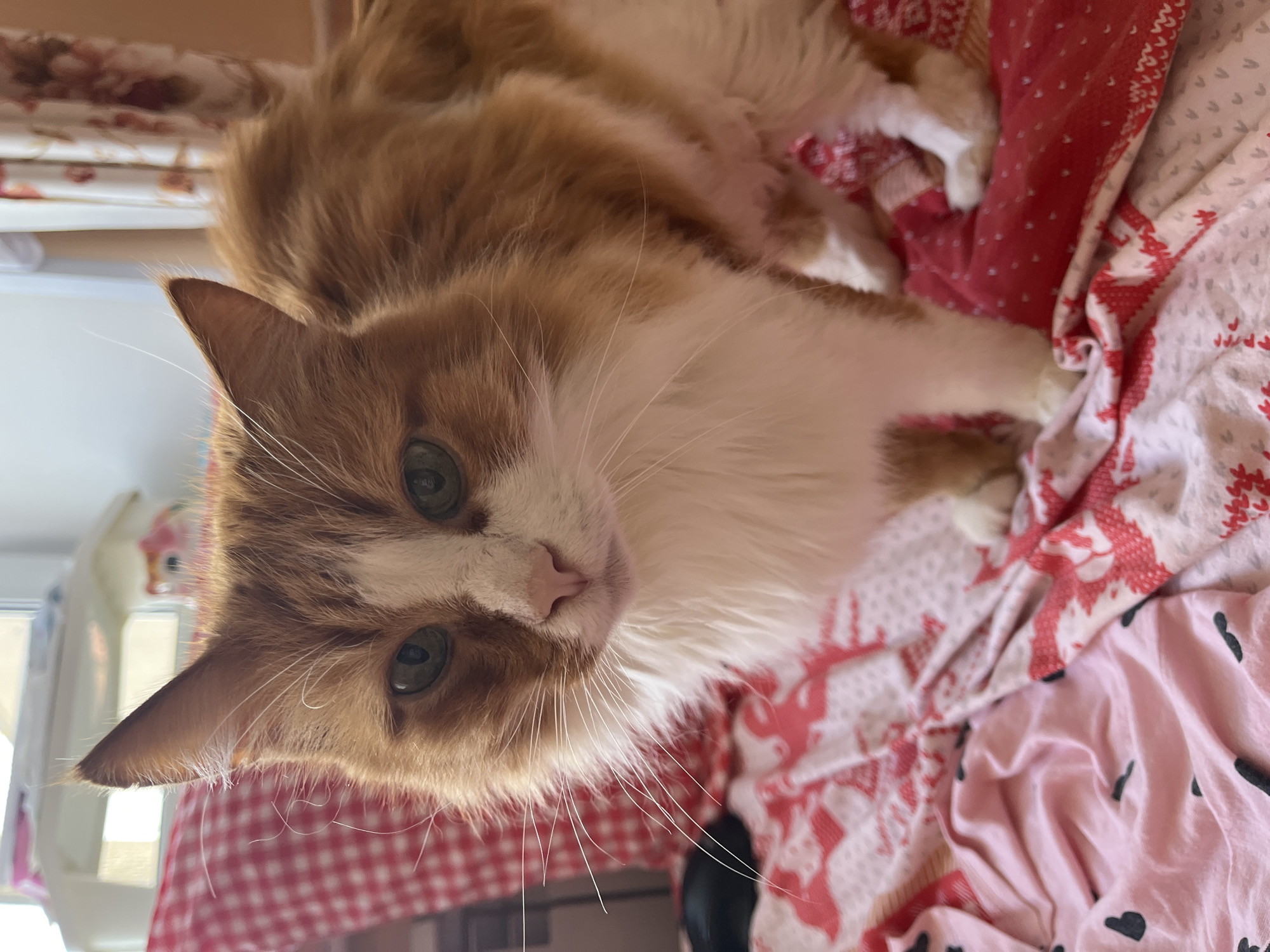 An orange and white cat is sitting on a bed with a pink and red patterned duvet. The cat is facing forward, looking directly at the camera with green eyes. Its fur is fluffy, and it has long white whiskers. The background is blurred, showing a window and curtains. There is no indication of the location being Ivanovo, Russia.