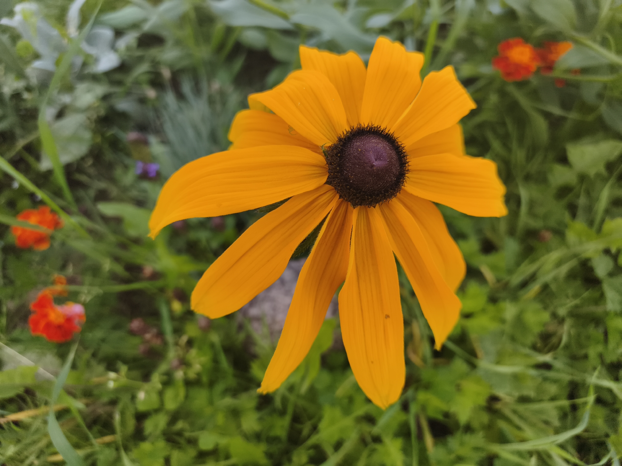 A close-up, top-down shot shows an orange Black-Eyed Susan flower in focus. The flower has a dark brown center and bright orange petals that extend outwards. In the background, out of focus, are green foliage and a few small red flowers. The image appears to be taken outdoors, likely in a garden or natural setting within the Гаранскі сельскі Савет, Belarus. There are no people or animals visible in the image, nor any discernible actions or interactions. The environment is natural, with vegetation forming the backdrop.