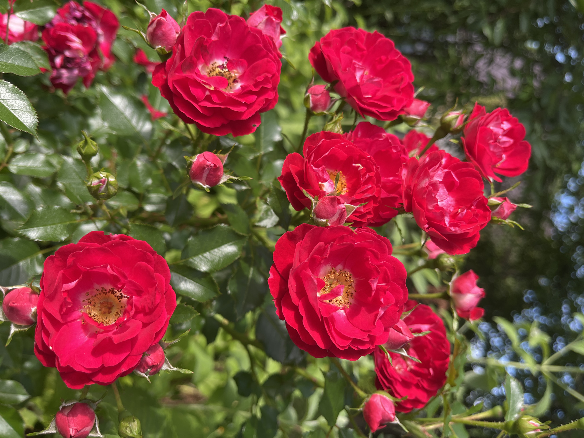A cluster of bright red roses is in full bloom, with several buds also visible. The roses are a vibrant shade of red and appear to be in a garden setting. The background consists of green foliage and some dappled sunlight filtering through leaves, creating a soft, blurred effect. The overall impression is one of natural beauty and vibrant color. The image does not contain any specific information about the location in Yakushevo Domozerovskogo Sel'soveta, Russia.