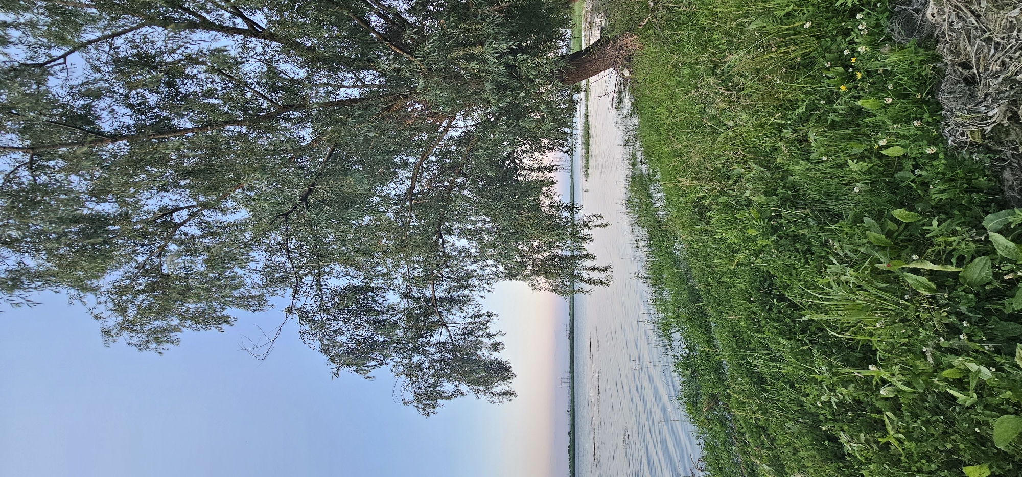 The image depicts a serene natural scene along a body of water, likely a river or lake, near Овощной, Russia. The perspective is landscape-oriented, with the right side of the frame dominated by a lush green embankment teeming with various grasses and small wildflowers, including clover and what appear to be dandelions. A dense, weathered bundle of dried plant material or roots rests on the far right edge of the embankment.
Overhanging the water from the left side of the frame is a large tree with abundant, leafy branches and visible bark. The leaves are a vibrant green, suggesting it is either spring or summer. The water itself is calm, reflecting the soft, pastel hues of the sky, which transitions from a clear light blue at the top to gentle pinks and whites near the horizon. This color gradient in the sky suggests it is either early morning or late evening.
In the distance, across the water, a flat landscape is visible, punctuated by several tall, slender structures that resemble electrical transmission towers, indicating proximity to human infrastructure despite the natural setting. The overall atmosphere is tranquil and peaceful, evoking a sense of calm and natural beauty. There is no visible text in the image.