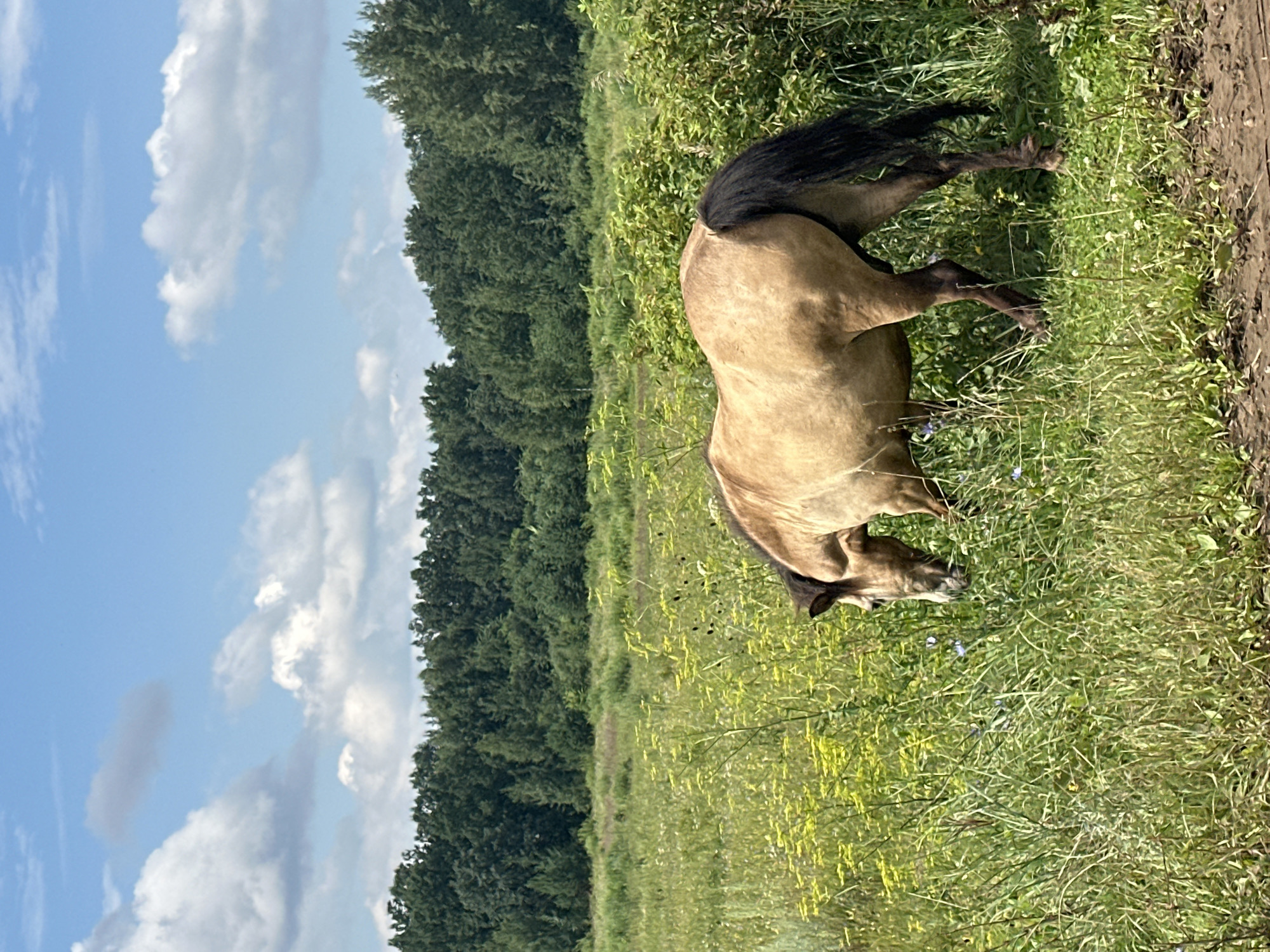 A horse with a light brown coat and a black mane and tail grazes in a grassy field. The field is filled with tall green grass and yellow wildflowers. In the background, a dense forest of green trees stretches across the horizon under a bright blue sky with scattered white clouds. The image appears to be taken outdoors in a rural or natural setting.