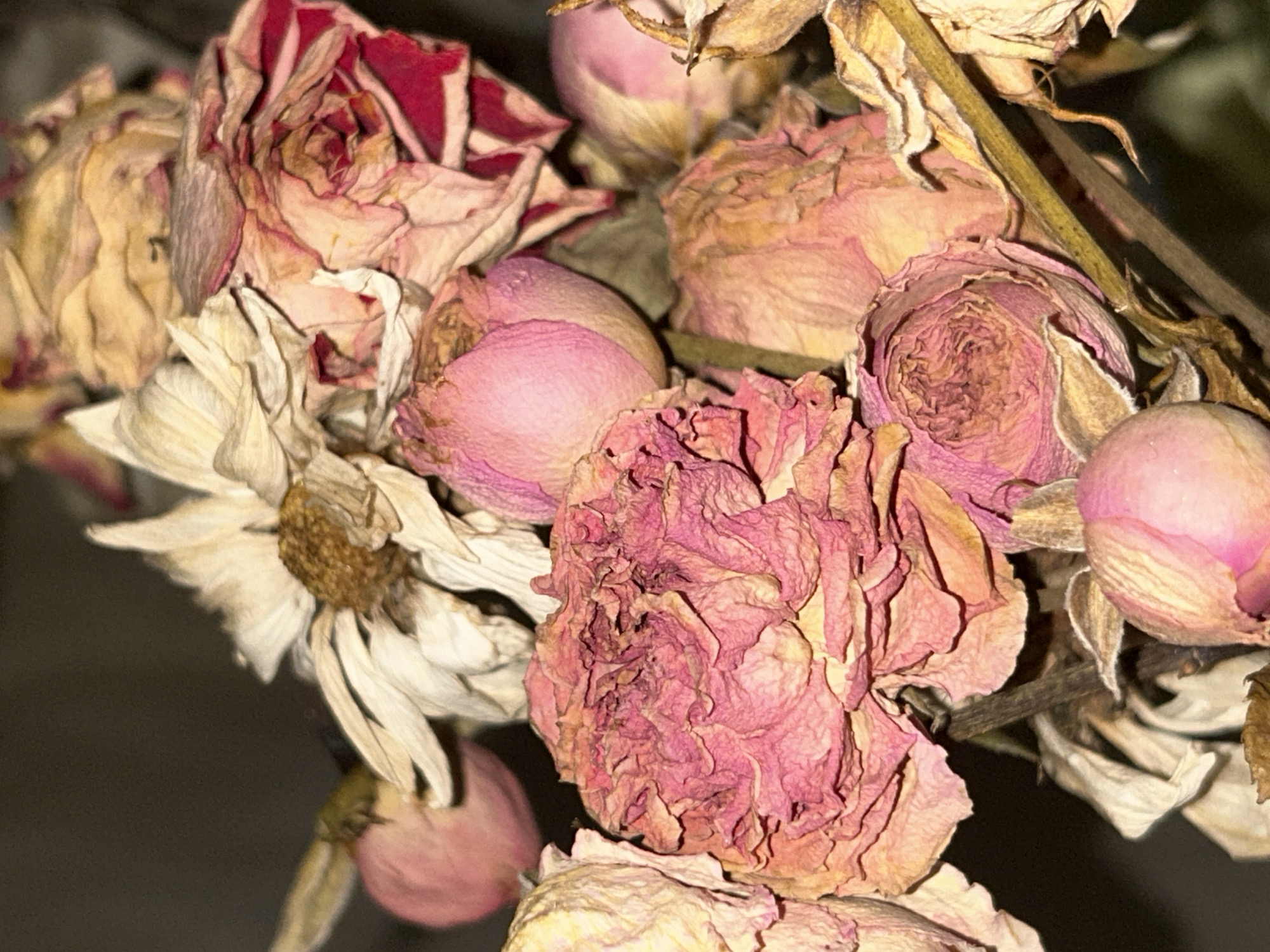 The image shows a collection of dried flowers, including roses and a daisy. The roses vary in color from faded pink to red and white. Some are fully opened, while others are still in bud form. The daisy has dried white petals and a brown center. The flowers appear to be past their prime, with some petals wilting and browning. The environment is dark and lacks specific details to determine the location in Unknown, Unknown.