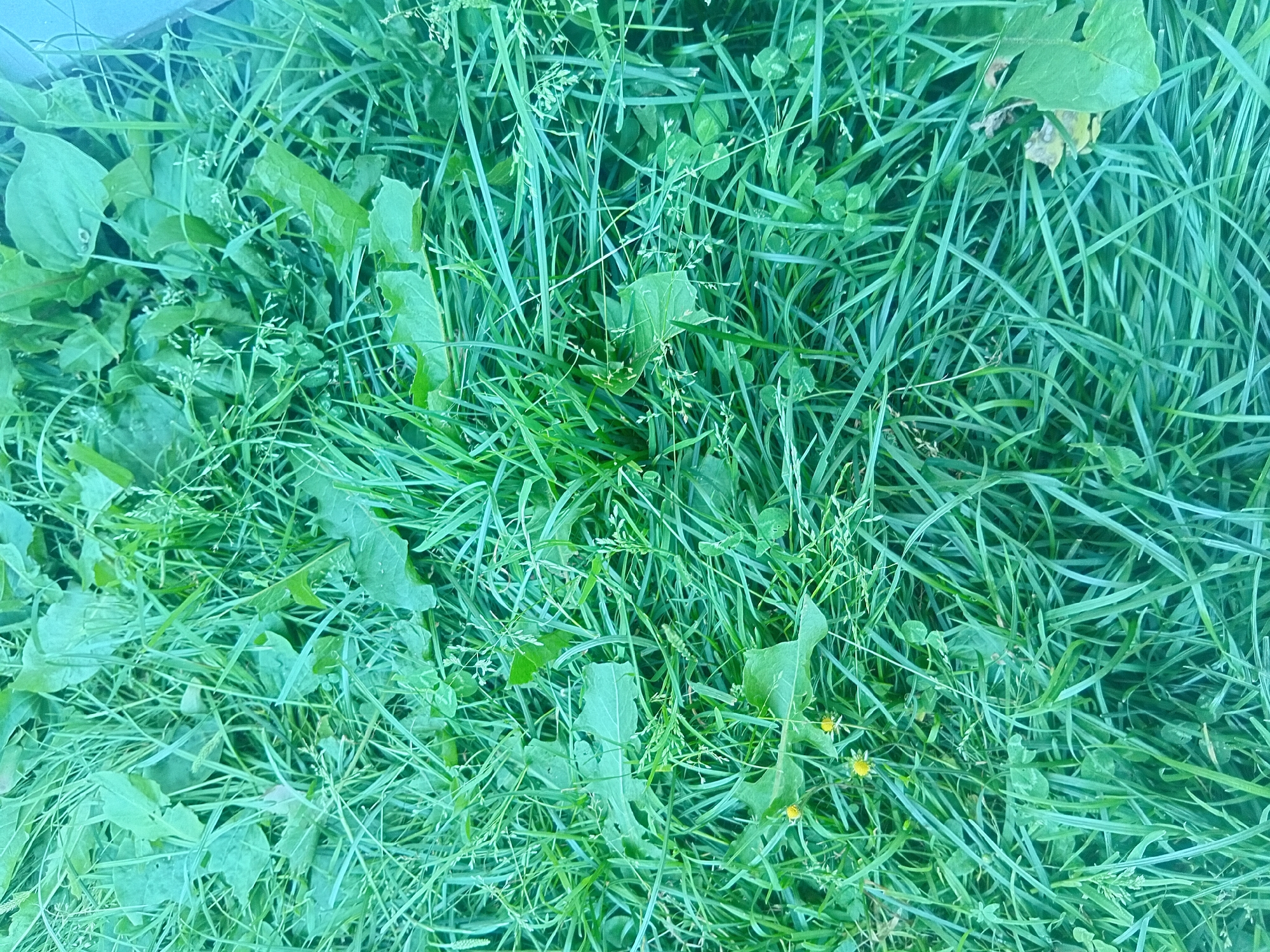 The media file is a close-up, high-angle shot of a patch of lush green grass, interspersed with broad leaves and small yellow wildflowers. The scene is dominated by various shades of green, with the grass blades appearing long and somewhat unruly. Among the grass, larger, serrated leaves are visible, along with smaller, clover-like leaves. Tiny, delicate flower heads are also scattered throughout, with two small yellow flowers clearly visible in the lower right quadrant of the image. The overall impression is one of natural growth and untamed vegetation. There are no people or explicit objects, suggesting a natural outdoor setting. The lighting appears to be natural, possibly indicating daytime, and the lushness of the grass suggests a season with ample rainfall, likely spring or summer. The location context of Verkhniachka, Ukraine, places this scene within a rural or natural landscape of that region. No text is visible in the image.