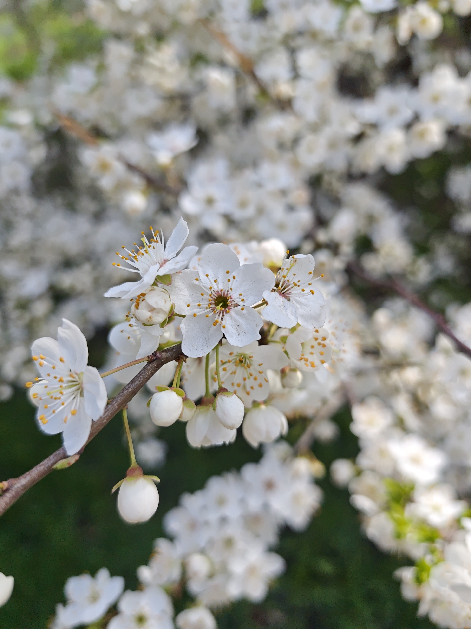 The image shows a close-up of white plum blossoms on a branch, with a blurred background of more blossoms and green foliage. The blossoms are characterized by white petals, yellow-tipped stamens, and brown centers. The setting appears to be outdoors during the daytime. While the image's metadata might contain precise location details, without such information, pinpointing the exact spot within Vinnytsia, Ukraine, is not possible based on the visual content alone.