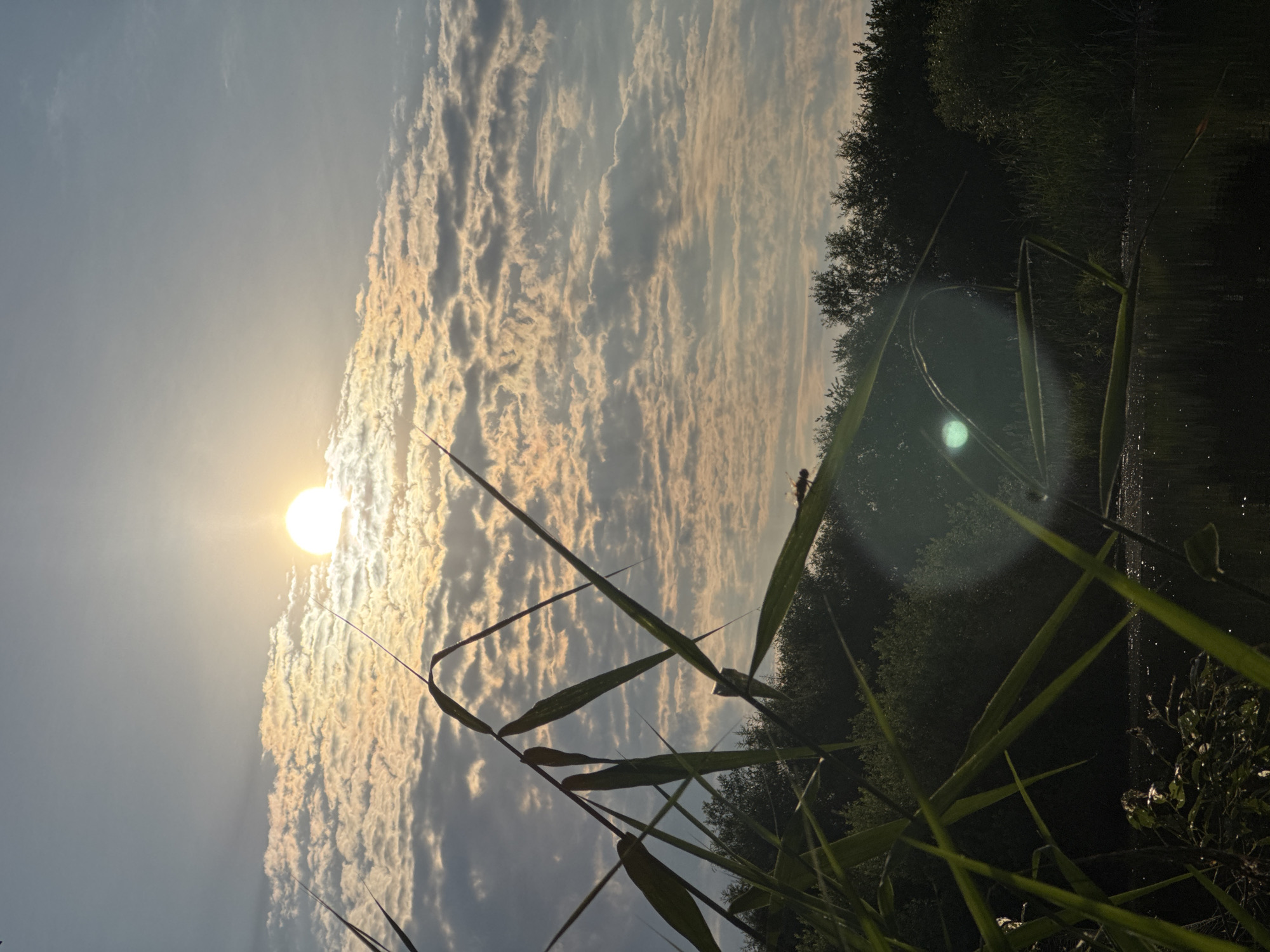 The image depicts a landscape scene during what appears to be either sunrise or sunset. The sun, a bright orb, is positioned in the upper left quadrant, casting a warm glow on the scattered clouds that fill a significant portion of the sky. The clouds are textured and wispy, with some illuminated by the sun and others in shadow.
In the foreground, tall, slender green reeds or grass blades are prominent, their sharp forms creating a natural frame for the sky and background elements. One blade of grass in the upper right has a small insect perched on it.
The background on the right side features a dark, dense line of trees, suggesting a forested area. Adjacent to the trees is a body of water, possibly a lake or river, which reflects the dim light of the sky and the surrounding darkness. The water's surface is disturbed by ripples, hinting at a gentle breeze.
The overall atmosphere is serene and natural. The lighting suggests either early morning or late evening, with the sun low on the horizon. There is no visible text in the image. The location is identified as Bigila, Russia.