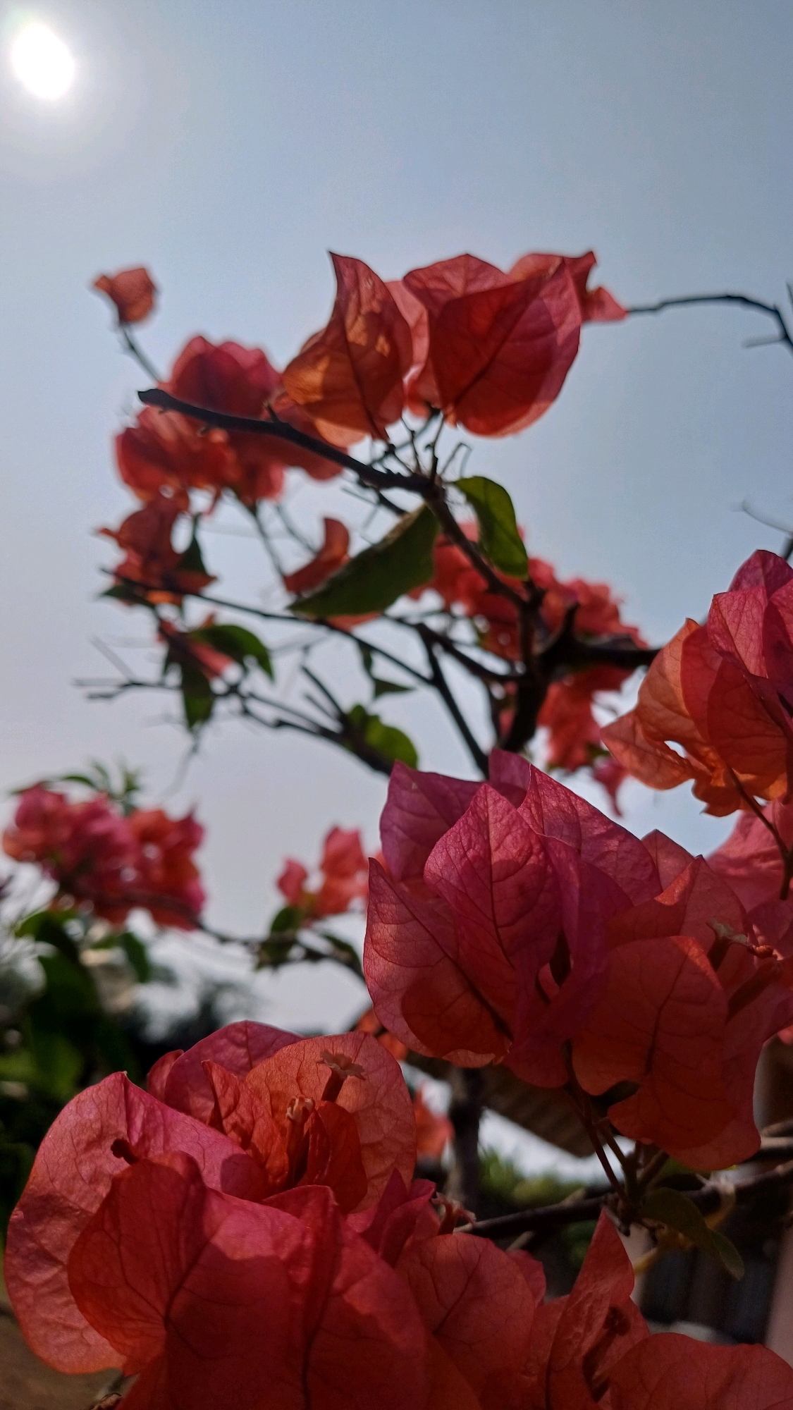 This is a close-up, low-angle, vertical shot of blooming Bougainvillea flowers against a bright, pale sky. The sun is visible in the upper left corner as a bright, hazy disc. The flowers are predominantly a vibrant reddish-pink, with some appearing more orange or salmon-colored due to the backlighting. The petals are thin and delicate, with visible veins. Some of the flowers are in sharp focus in the foreground, while others are blurred in the mid-ground and background. A few dark, thin branches and some green leaves are interspersed among the blooms. The overall impression is one of bright, natural light illuminating the colorful flowers. No people or specific landmarks of Wonokerso, Indonesia are visible.