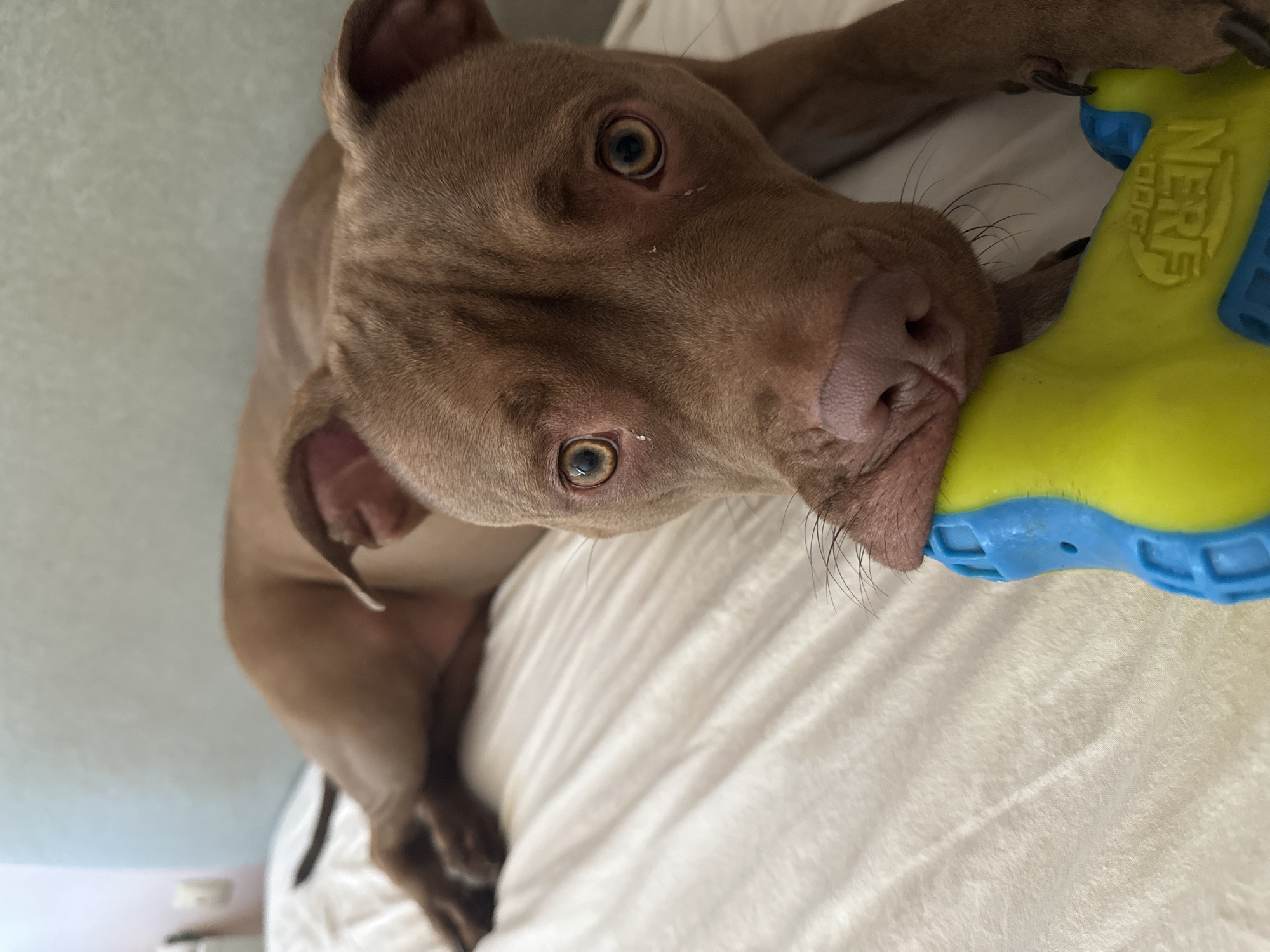 In Malevo, Bulgaria, a brown pit bull dog lies on a white bed, its head resting on a blue and yellow Nerf toy. The dog's eyes are wide and looking towards the camera. The background is a pale blue wall.