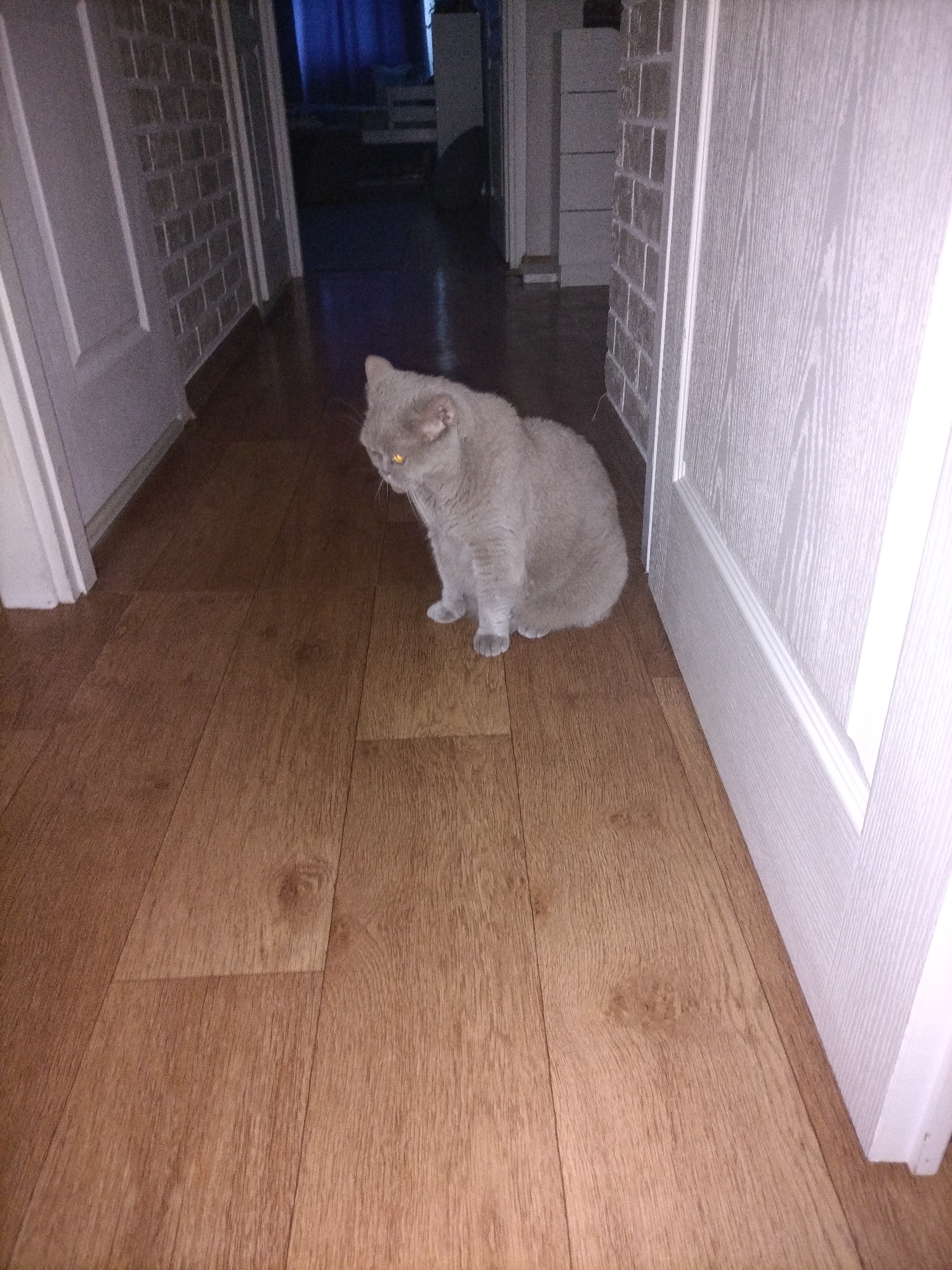 A light gray cat with yellow eyes sits on a brown wooden floor in a hallway. The cat is facing left and looking down. To the left of the cat, a white door is visible. To the right of the cat, a white door frame with a wood grain pattern is visible. The walls on the left side of the hallway are brick-patterned wallpaper. The hallway appears to be in an apartment or house in the city of Smalyavichy, Belarus.