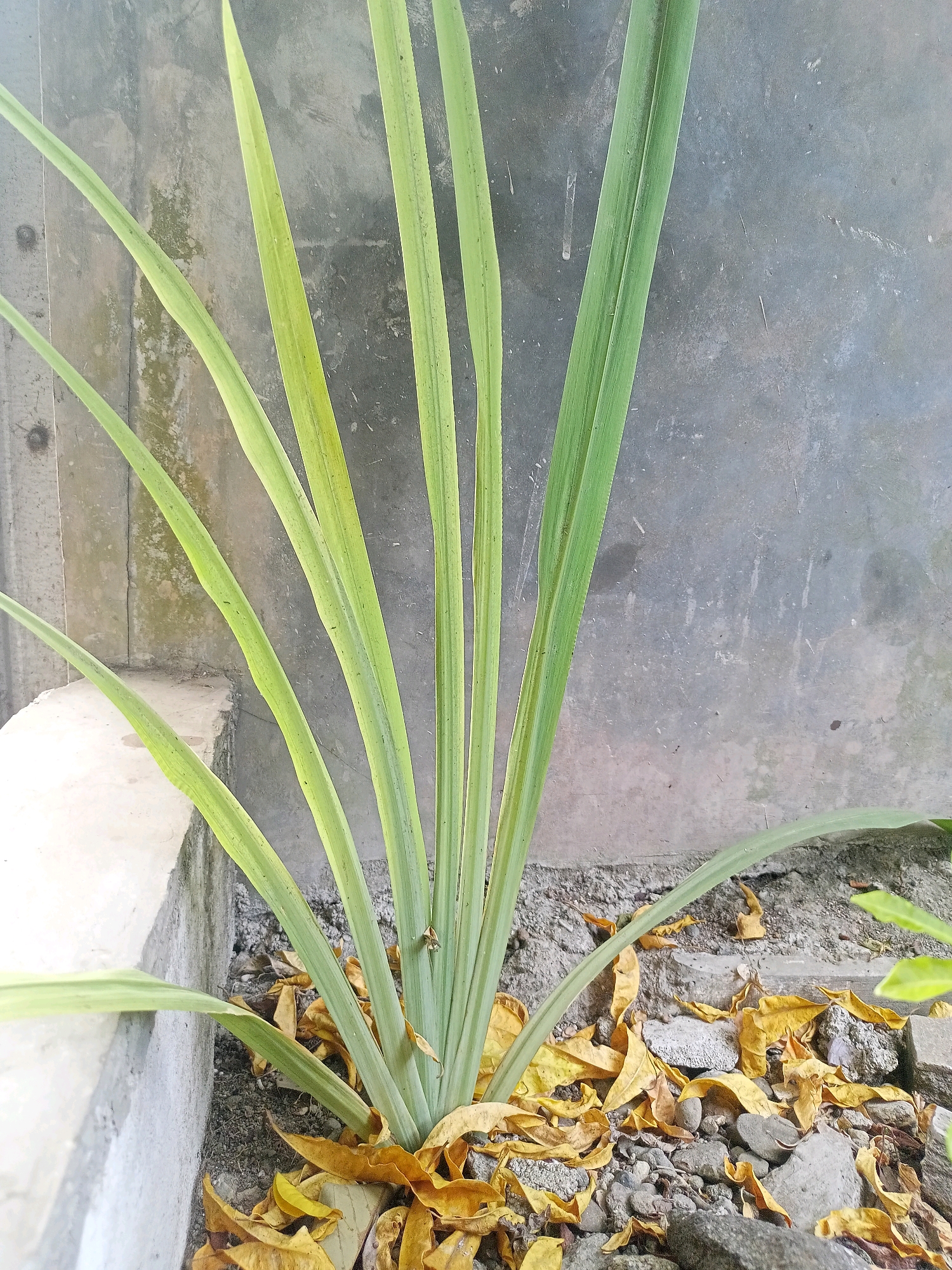 A plant with long, green, blade-like leaves grows from the ground in front of a rough, concrete wall. The plant's base is surrounded by dry, fallen yellow leaves and small rocks. To the left of the plant, a light-colored concrete structure with several steps is visible. The scene appears to be an outdoor setting in the city of Wirasaba, Indonesia.