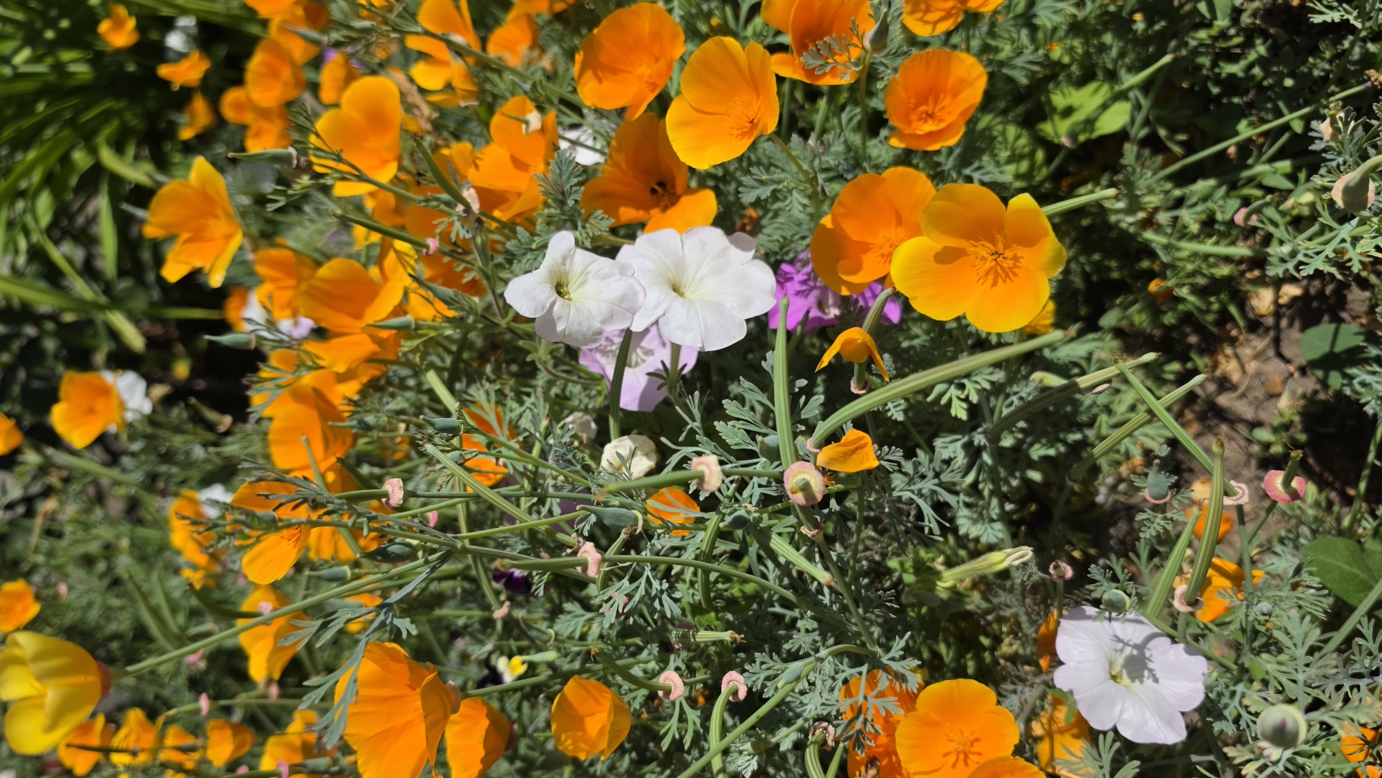 A close-up, vertical shot captures a densely packed flowerbed filled with a variety of colorful blooms. Predominantly, bright orange California poppies, also known as *Eschscholzia californica*, are in full bloom, their delicate petals catching the sunlight. Interspersed among them are white petunias, their trumpet-shaped flowers adding a contrasting hue. Hints of lavender and pale yellow flowers are also visible, creating a vibrant tapestry of colors. The foliage is a lush green, with feathery leaves characteristic of poppies and the broader leaves of the petunias. Long, slender green seed pods, some with small pinkish-red tips, are prominent, hinting at the plant's life cycle. The ground beneath the flowers is a mix of dark soil and dappled sunlight, suggesting an outdoor garden setting. The image appears to be taken in Krasnochervonnyi, Russia, likely during a period of warm weather when these flowers are in season. There are no people or animals present in the scene.