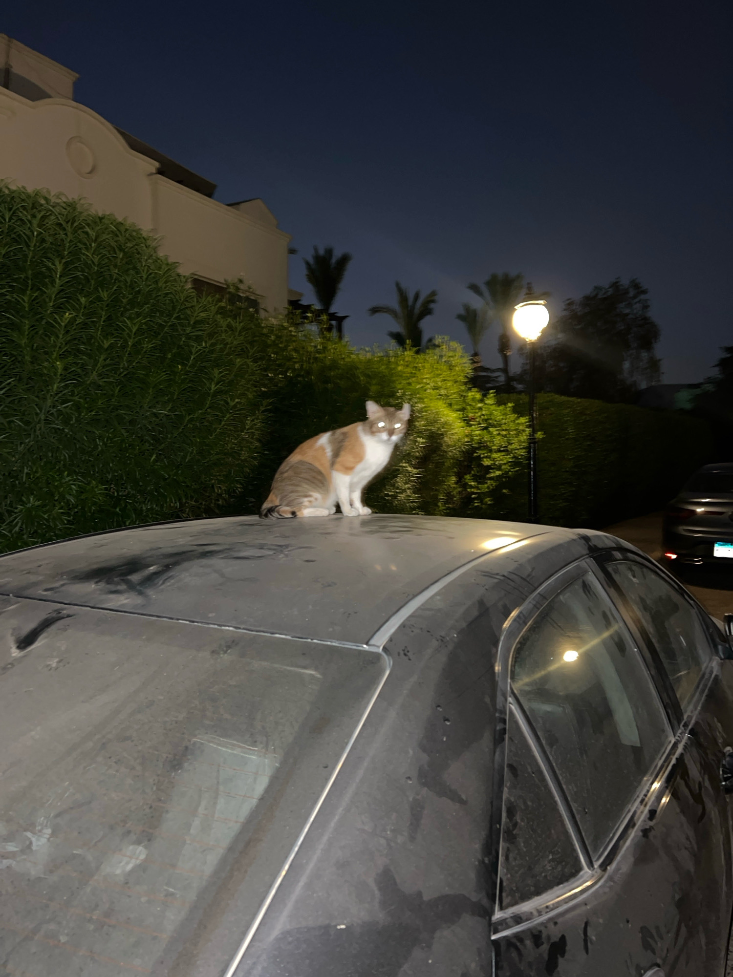 A calico cat is perched on the dusty roof of a dark-colored car at night. The cat is facing right, with its body angled towards the viewer, and its ears are pricked up. Its fur is a mix of white, orange, and gray. The car is parked outdoors, with lush green bushes and trees surrounding it. In the background, a streetlight illuminates the scene, and a building with white architecture is visible. The sky is dark, indicating nighttime. A second car is parked in the background, to the right of the frame. The image appears to have been taken in Sharm El Sheikh, Egypt, given the architectural style and vegetation commonly found in the region.