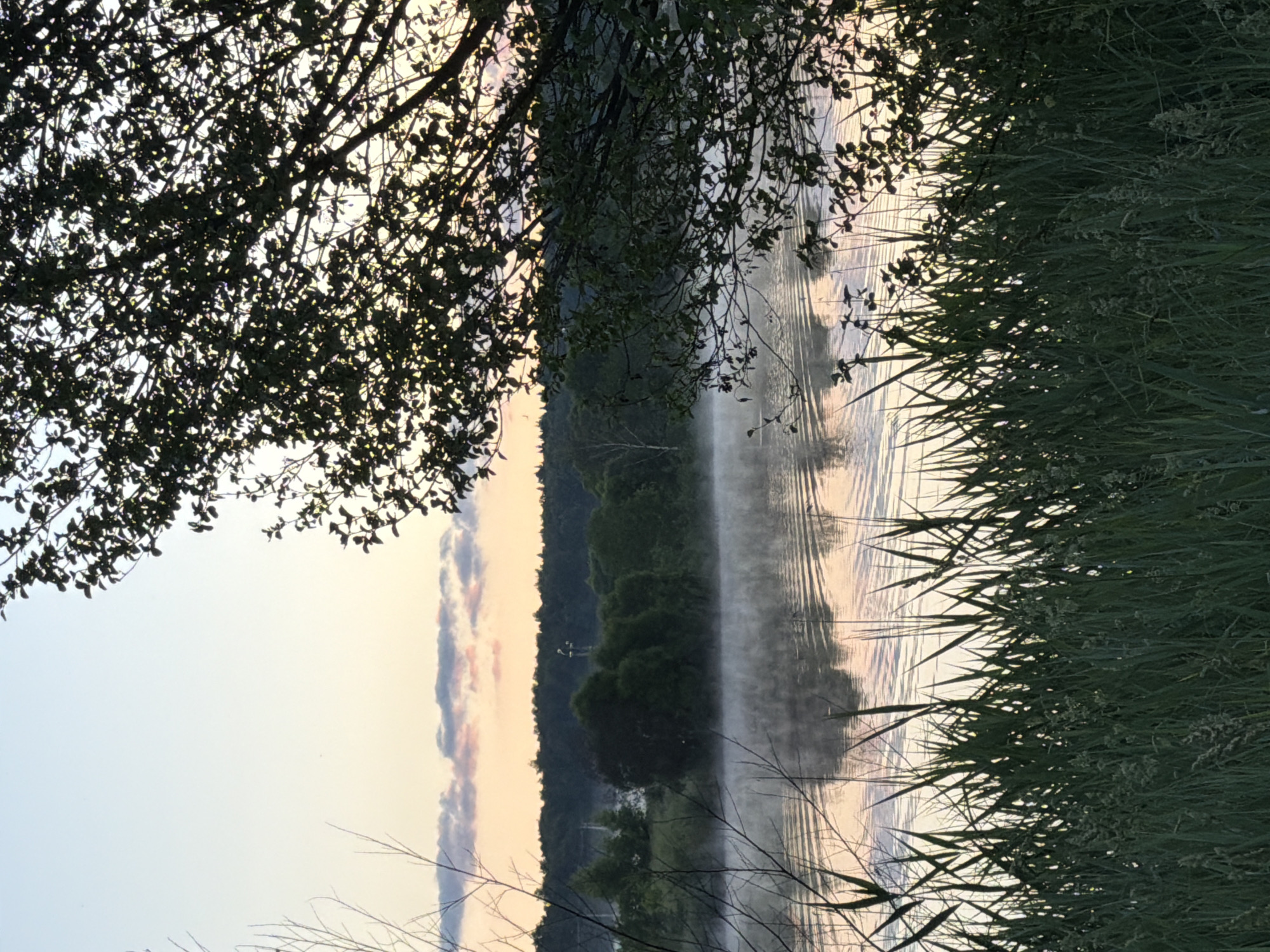 The image depicts a tranquil lakeside scene at dawn or dusk, likely in Satino-Russkoe, Russia, given the context. In the foreground, tall, dark green grass lines the bottom of the frame, partially obscuring the water's edge. Beyond the grass, a calm body of water reflects the soft hues of the sky, which transitions from a pale blue at the top to pastel pinks and oranges near the horizon. Wisps of mist hover just above the water's surface, creating a serene atmosphere. Across the lake, a dense line of trees forms the background, with individual trees, including a lighter-colored one, becoming distinguishable. The sky above is clear, save for a few faint, elongated clouds tinged with pink. A large, dark-leaved tree branch frames the upper right corner of the image, its leaves silhouetted against the sky. The overall impression is one of natural beauty and peacefulness in a rural setting.