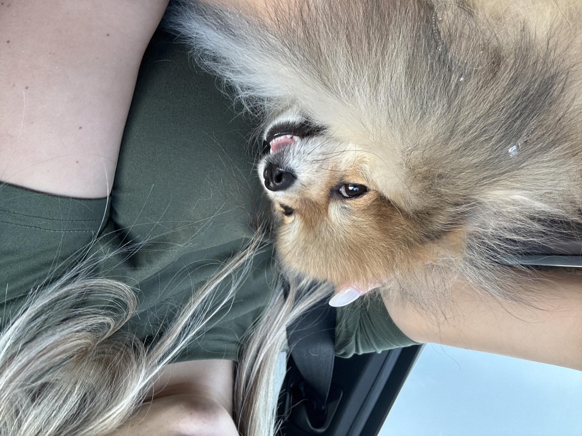 A close-up shot shows a Pomeranian dog being held by a person. The dog has light brown fur and is looking towards the right with its mouth slightly open, revealing its tongue and teeth. The person, whose face is not fully visible, has blonde hair and is wearing a green t-shirt. They are seated in a vehicle, as indicated by a seatbelt visible in the background. The sky is visible through a car window, suggesting the vehicle is in motion. The overall lighting suggests it is daytime. The image does not contain any information about the city of Pomorie, Bulgaria.