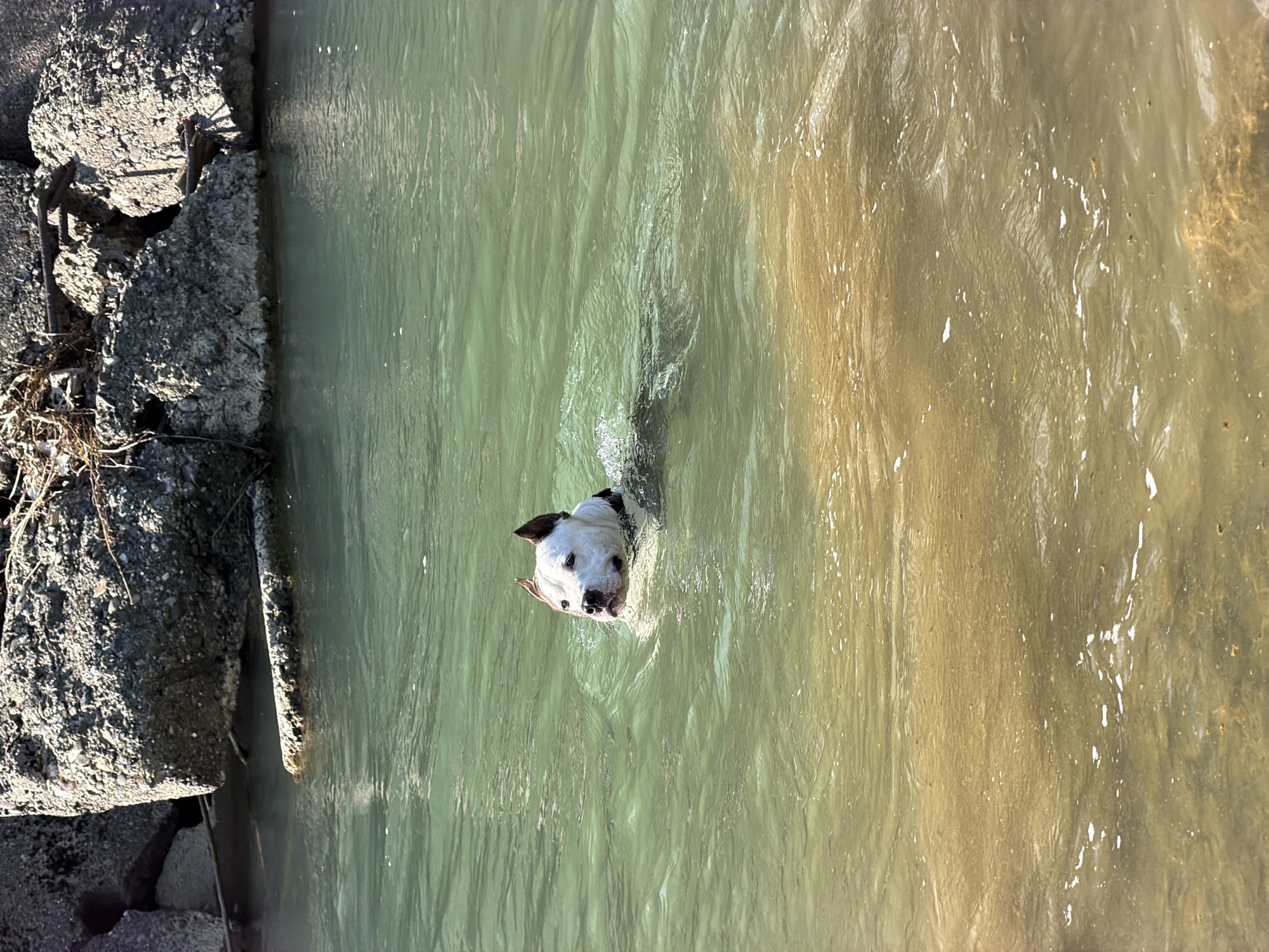A black and white dog swims in murky water next to a rocky, concrete embankment. The dog's head, with its ears perked and black nose wet, is visible above the surface of the water. The water has a greenish-brown hue and appears somewhat choppy with ripples. Sunlight reflects off the water's surface, creating highlights. The embankment is made of large, rough concrete blocks, some of which appear broken, with exposed rebar. Some dry vegetation is visible at the edge of the embankment. The scene suggests an outdoor setting, possibly a river or canal, on a bright, sunny day. The dog's expression is alert and focused. There is no visible text in the image.