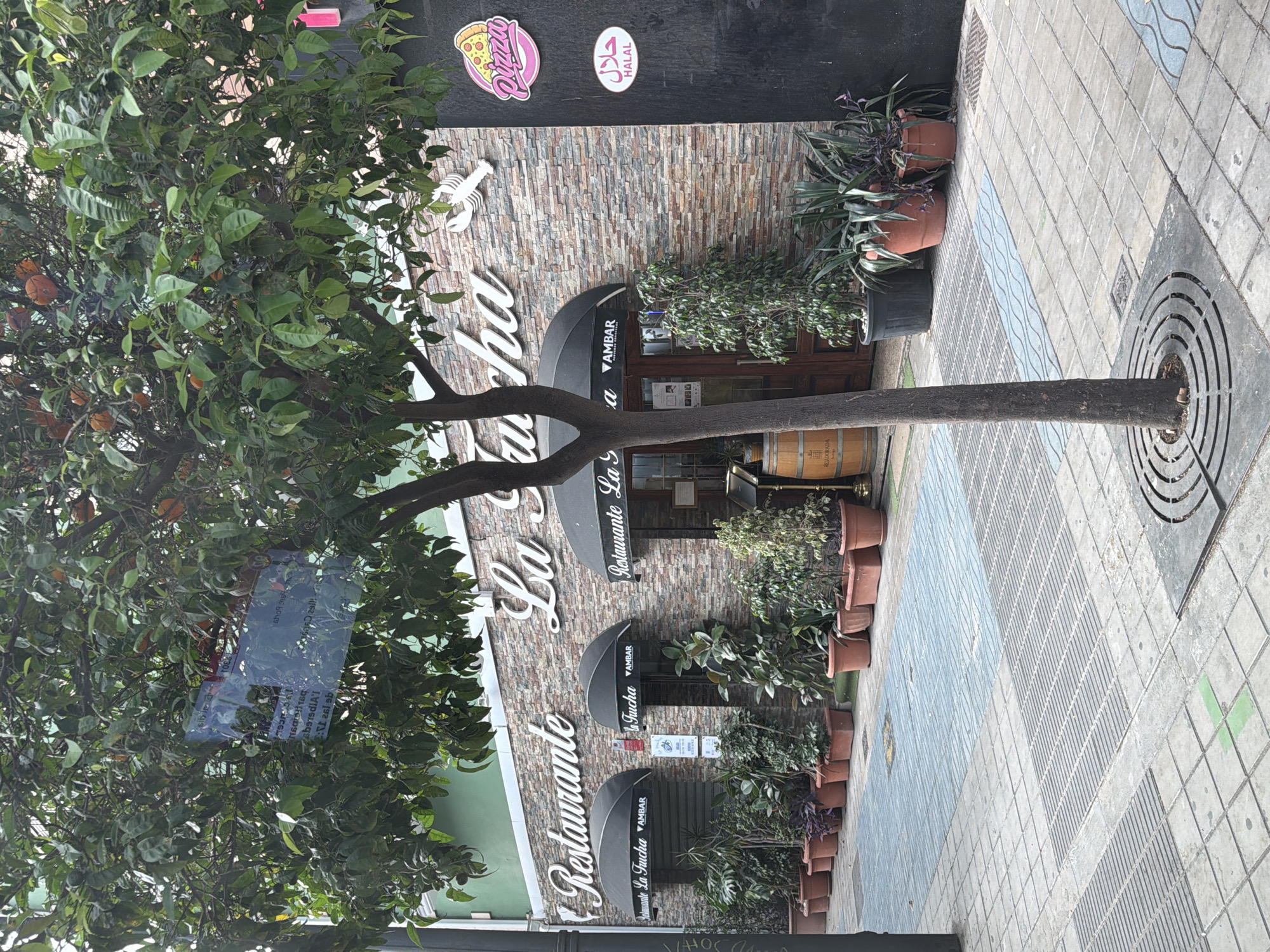 In an outdoor urban setting, a tree with green leaves and several orange fruits stands in the foreground, its trunk centered. Behind the tree, a building with a brick facade features a white sign that reads "Restaurante La Fucha" with a lobster graphic. Several awnings extend from the building. Plants in terracotta pots are arranged along the building's base. To the right of the main building entrance, there is a black pillar with two oval stickers, one featuring a pizza graphic and the other with Arabic text and the word "HALAL". The sidewalk in front of the building is paved with patterned tiles. A sign with various text is visible through the leaves of the tree.