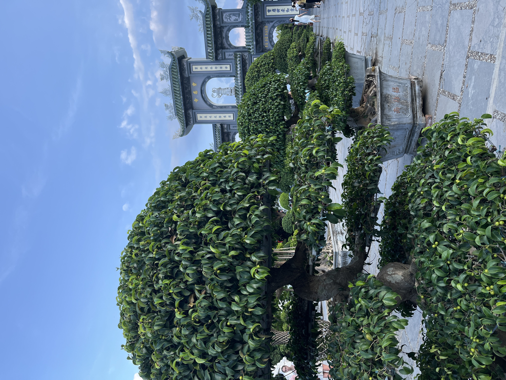 The image captures a scene in Đà Nẵng, Vietnam, featuring a lush bonsai tree in a stone pot. The tree is meticulously shaped, with dense green foliage. In the background is a traditional Vietnamese gate with ornate detailing, leading onto a stone-paved path. A few people are walking beyond the gate. The sky above is partly cloudy.