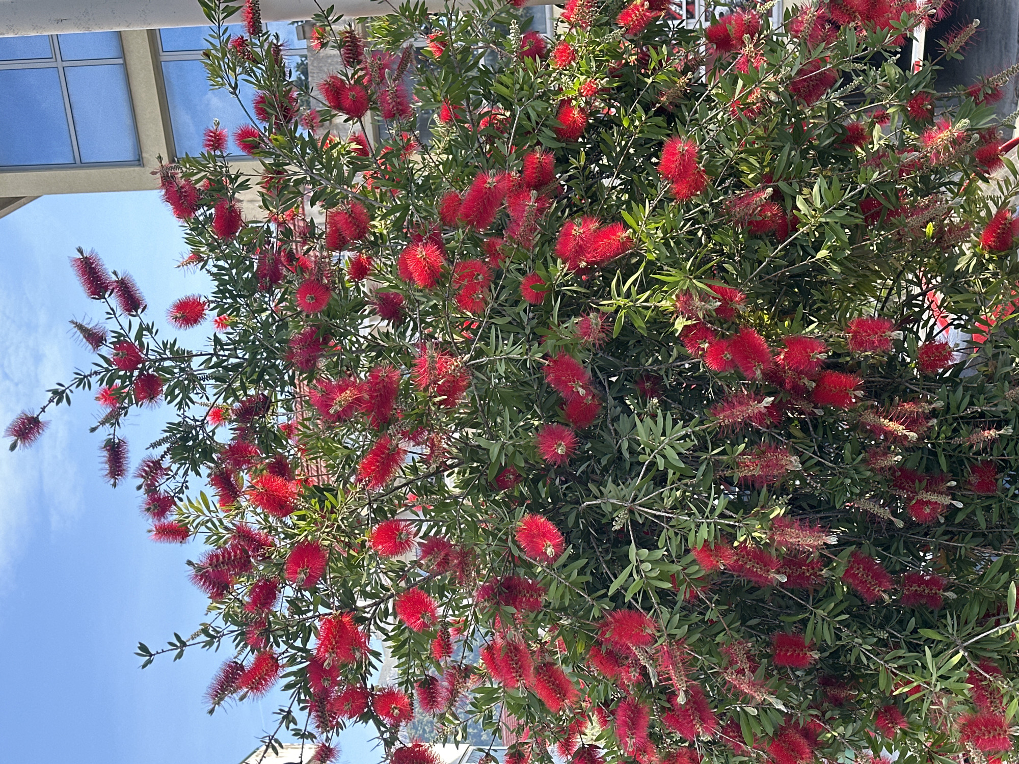 This vertical shot captures a vibrant red bottlebrush plant (Callistemon) in full bloom, dominating the frame. Hundreds of distinct, cylindrical red flowers, resembling bottle brushes, are scattered throughout the dense green foliage. The leaves are slender and elongated, typical of the species.
The plant fills most of the image, with bright blue sky visible in the upper left and lower left quadrants, indicating clear, sunny weather. Some faint, wispy clouds are present in the sky. In the upper left background, part of a modern building structure is visible, featuring rectangular windows reflecting the blue sky, along with a light-colored overhang or beam. The sun illuminates the plant, creating bright highlights on the flowers and leaves.
No specific activity or event is taking place; the image is a static portrayal of the blooming plant. The scene suggests a daytime setting due to the bright light and clear sky. There is no visible text in the image. The presence of this type of plant is consistent with the Mediterranean climate of Budva, Montenegro.