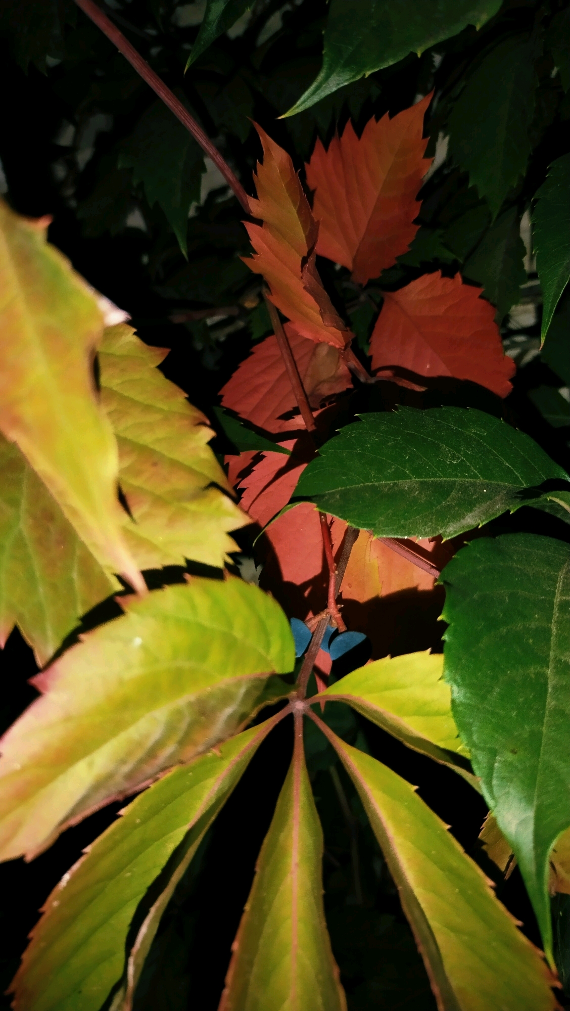 The image shows a close-up of foliage, likely in an outdoor setting. Several leaves are visible, varying in color from green to a reddish-orange, suggesting a change of season. Some leaves are sharp and serrated, while others are smoother. A thin, reddish stem is also prominent. The background is dark and out of focus, obscuring any details of the environment. There are no people, actions, or interactions depicted. The image does not contain any specific landmarks or indicators that would allow for its identification in the city of Horishni Plavni, Ukraine.