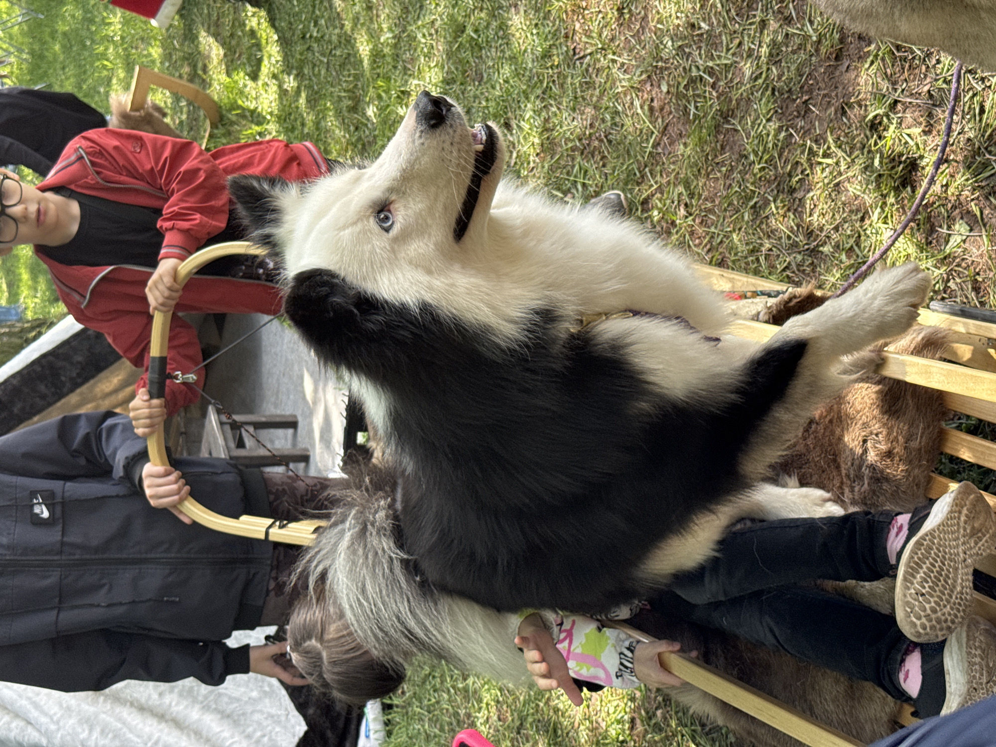 A medium shot, rotated ninety degrees clockwise, shows two people handling a dog on a wooden sled. A person wearing a red jacket and glasses is seated, facing left, and holding one of the sled handles. Behind this person is another person dressed in black. A black-and-white dog is positioned on the sled with a small child underneath. The setting appears to be outdoors on a grassy area. The photograph was taken in the city of Saint Petersburg, Russia.