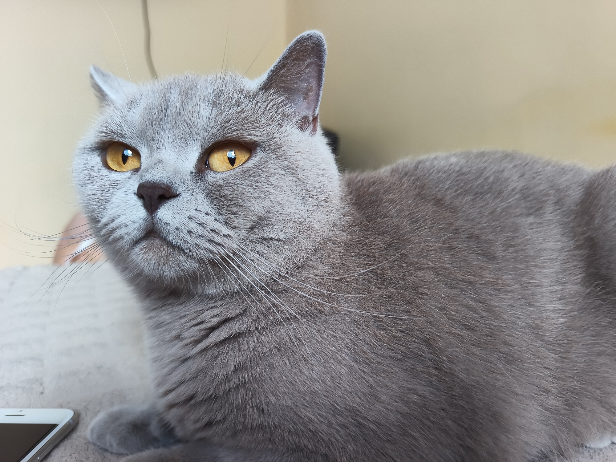A grey cat with yellow eyes is shown in close-up. The cat is lying down on a beige surface. A white smartphone is partially visible in the lower left corner of the image. The background is a pale yellow wall. There is no identifiable location in Ternopil, Ukraine, or any humans depicted in the image.