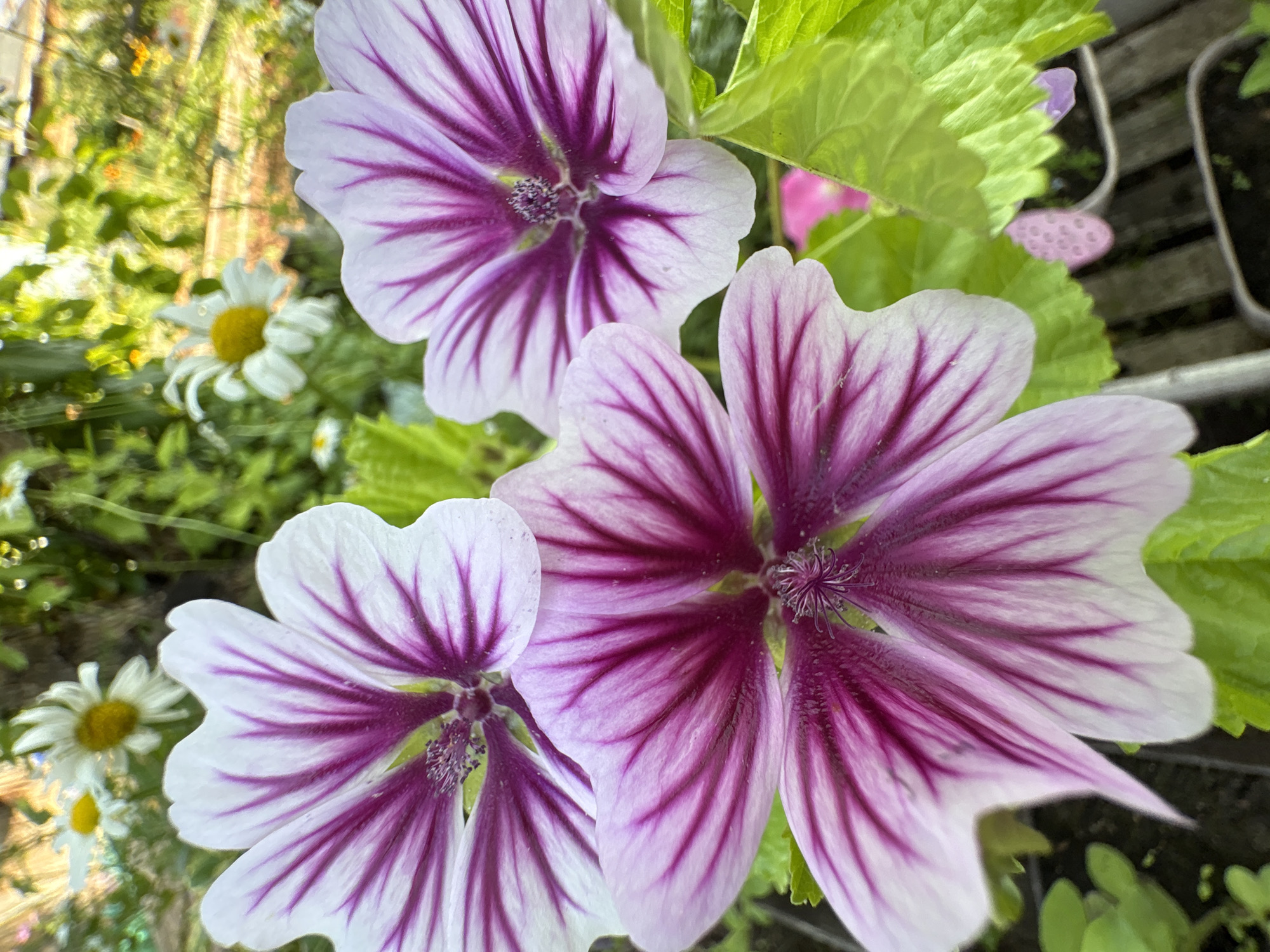 The image is a close-up, vertical, outdoor photograph of several mallow flowers in bloom. The flowers are predominantly white with deep pink or magenta veins radiating from the center. The petals have a slightly ruffled edge. The foreground is dominated by the vibrant colors and intricate details of the flowers, with the centers of three flowers clearly visible. In the background, out of focus, are other flowers, including white daisies with yellow centers, and green foliage. The lighting suggests it is daytime, with sunlight illuminating the scene and creating some specular highlights on the petals and leaves. The overall impression is one of a close-up view of a garden or natural setting, focusing on the beauty of the blooming flowers. There are no people, animals, or urban elements visible in the frame. The location is not specified within the image content, and no information about Bratsk, Russia, is present or inferable from the visual data.