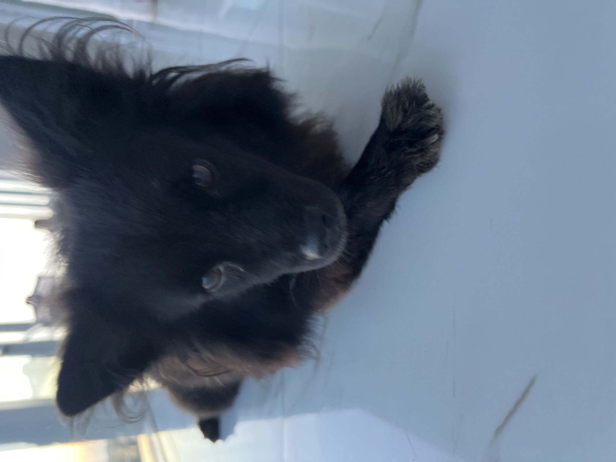 A black dog lies on a white surface. The dog is small, with fluffy fur. It is mostly black, with some gray hairs on its muzzle and paws. The dog's head is tilted to the side, and it is looking at the camera. The dog is holding its paw up to its mouth. The background is blurry, but it appears to be a window or door. The location is Unknown, Unknown.