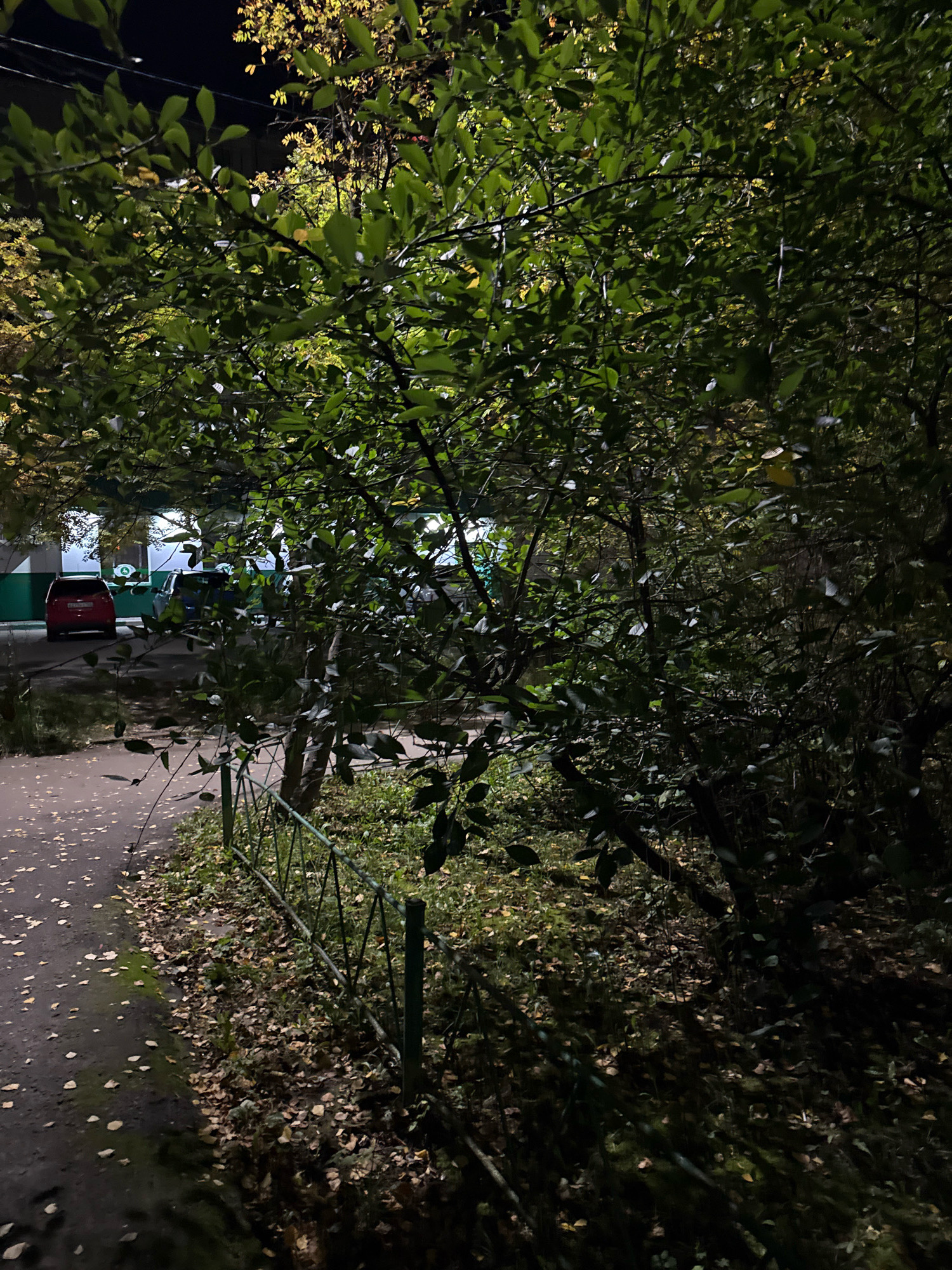An outdoor, nighttime, slightly elevated shot captures a dimly lit residential courtyard in Zavolzhye, Russia. The foreground is dominated by the dense foliage of trees, with leaves and branches obscuring much of the background. A paved walkway, scattered with fallen autumn leaves, curves into the middle ground. Adjacent to the walkway, a low, green metal fence encloses an area of overgrown grass and more fallen leaves. Beyond the fence, in the middle ground, a red car is parked, and further back, the side of a building with a green trim and illuminated windows is visible. Other parked vehicles are also present in the background. The overall impression is one of a quiet, ordinary evening in a Russian urban environment during the autumn season.