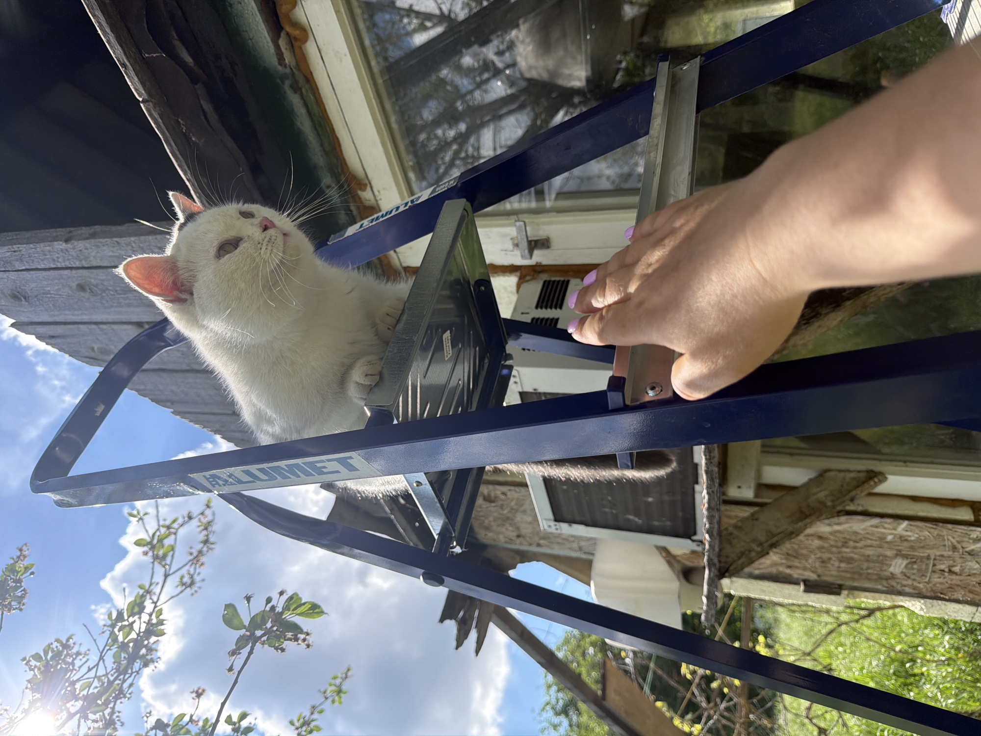 A white cat with dark markings sits on a folded blue step ladder, positioned in front of a building with windows. A hand with painted fingernails rests on the ladder. The ladder bears the name "ALUMET". A tree with blossoms is visible against a blue sky with clouds. The location is Leningradskaya, Russia.