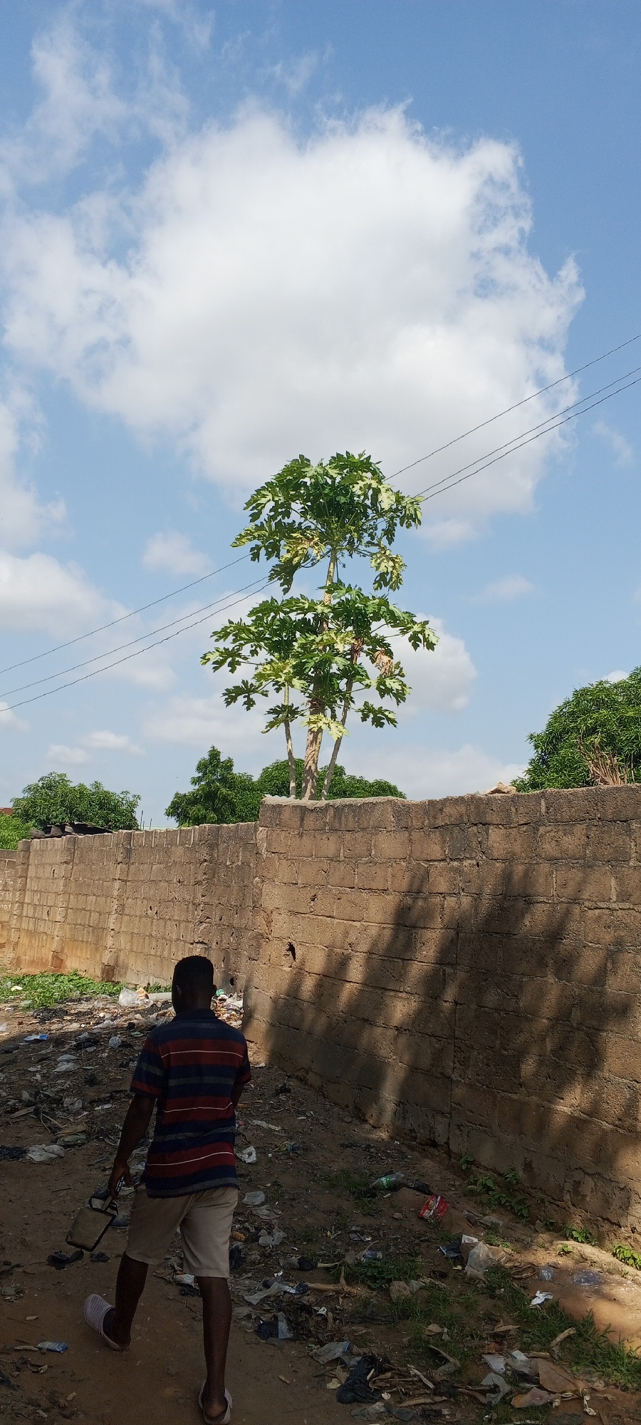 In Jalingo, Nigeria, a man walks away from the camera, his back to the viewer, on a dirt path littered with trash. He wears a striped short-sleeved shirt and light-colored shorts, with white flip-flops on his feet. He carries a small, light-colored object in his left hand. The path is flanked by a rough, light-brown brick wall that extends into the distance, casting a striped shadow across its surface. Behind the wall, a papaya tree with large, green leaves stands prominently against a blue sky with scattered white clouds. More trees are visible in the background, some with lush green foliage. Overhead, power lines stretch across the frame. The overall scene depicts a somewhat neglected urban environment, characterized by debris on the ground and the contrast between the natural elements and the man-made structures.