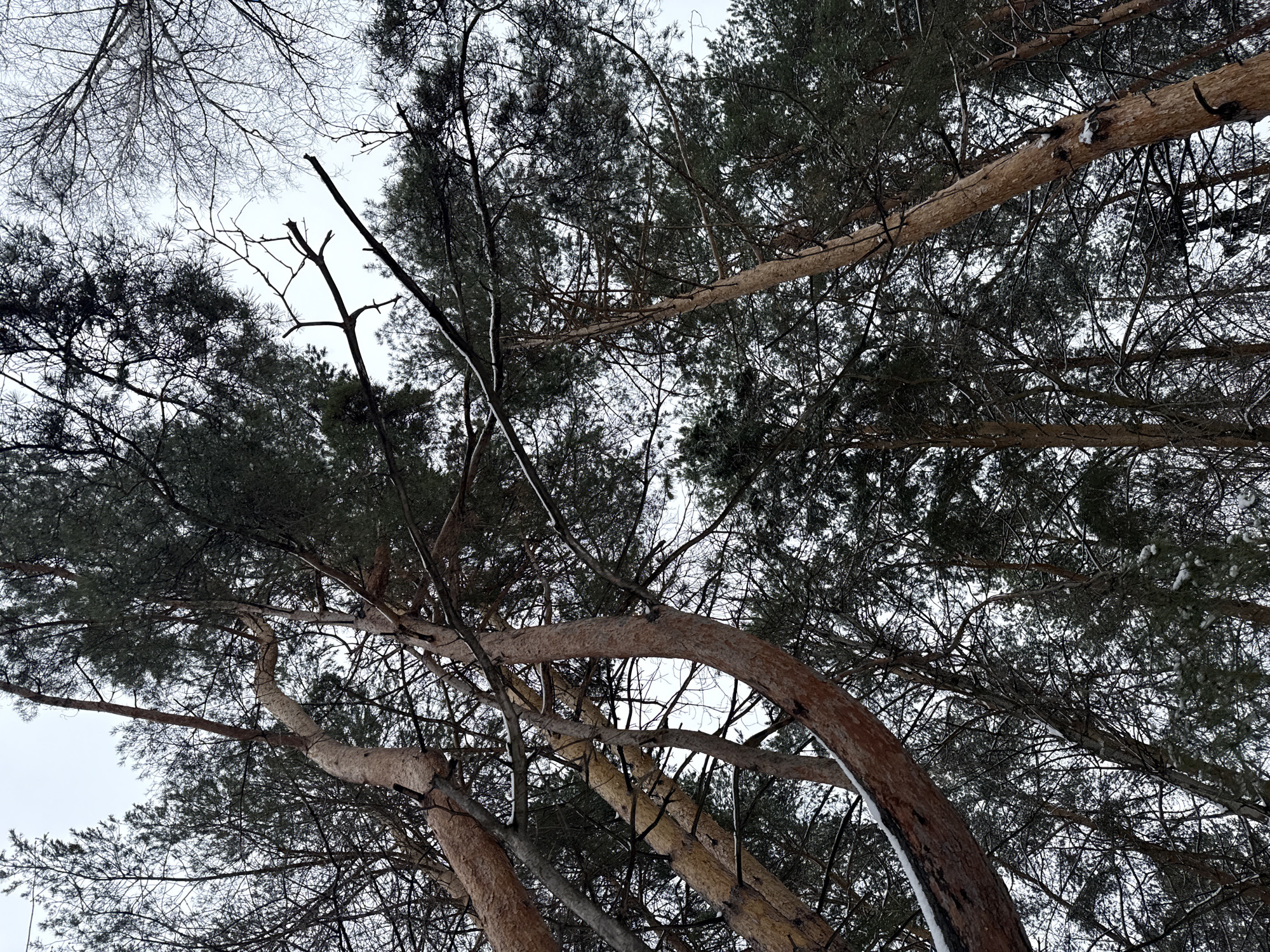 The image shows a view looking up into a canopy of trees, likely a forest setting. The trunks of pine trees are visible, with their bark textured and a slight curve to some of the trunks. The branches and needles of the trees create a dense network against a white or light grey sky, suggesting a winter or overcast day. Snow is present on some of the branches and trunks. Some bare branches of deciduous trees are visible between the pine trees. The location is Unknown, Unknown.