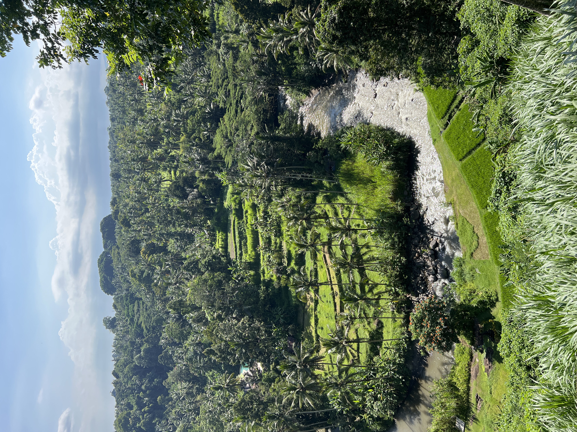 The image presents a lush, elevated view of a tropical landscape, likely in Sayan, Indonesia, showcasing terraced rice paddies carved into a hillside. A river cuts through the scene, its waters appearing milky and rushing over rocky sections. The paddies are vibrant green, interspersed with palm trees casting long shadows, suggesting a late afternoon sun. The area is densely forested with various tropical trees and plants, with some of the tallest reaching up toward a partly cloudy sky. The sky transitions from pale blue at the horizon to deeper blue above. In the distance, the hills fade into the haze.