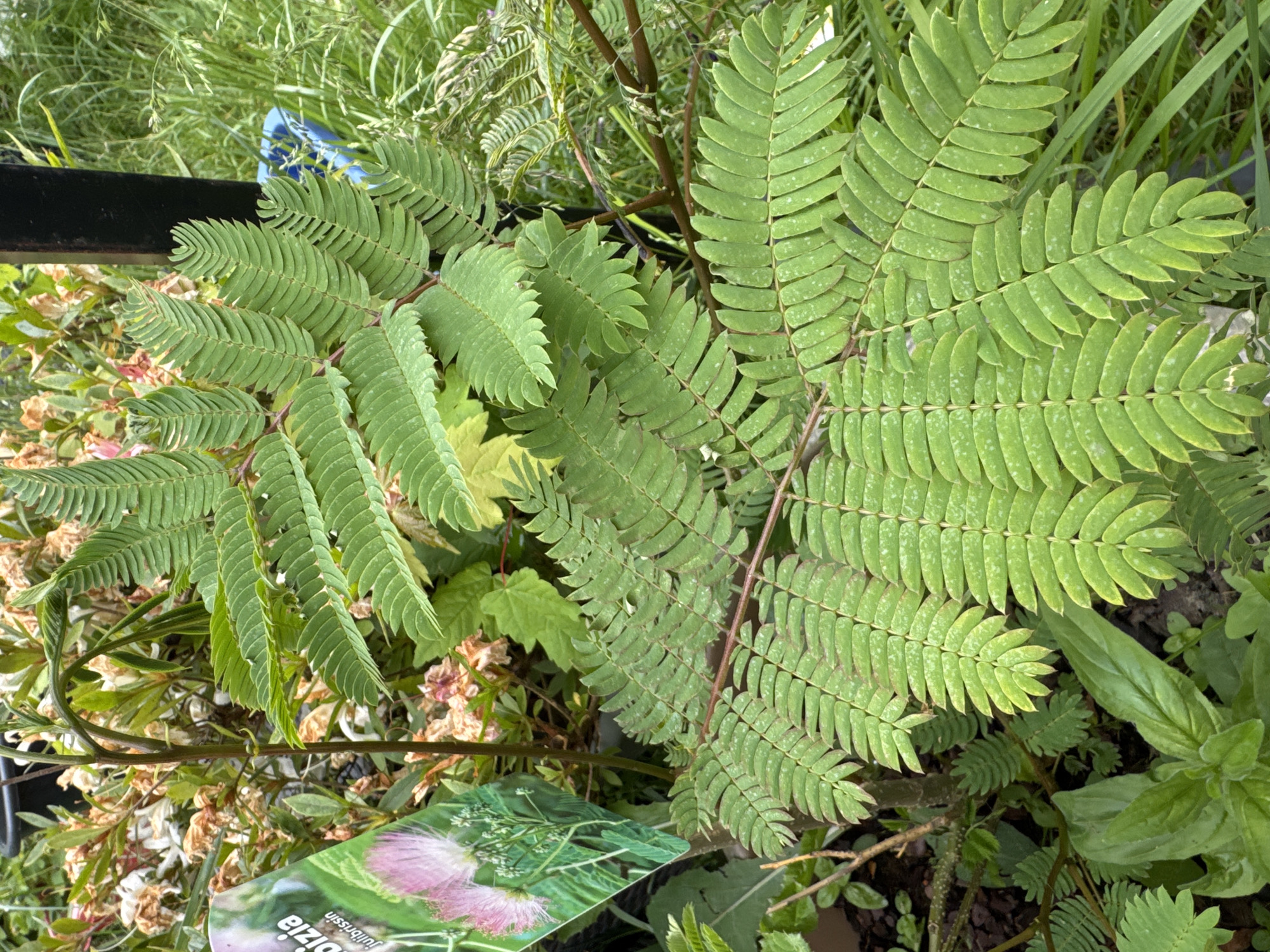 The image captures a close-up view of an *Albizia julibrissin* plant, identified by a partially visible plant tag on the lower left which clearly states "Albizia julibrissin" and features an illustration of its pink, feathery flower. The plant displays numerous vibrant green, bipinnately compound leaves, each composed of multiple small, oblong leaflets arranged along secondary rachises. Several of these leaflets exhibit small, scattered white spots on their surface. The main stem and leaf rachises of the *Albizia* plant are a reddish-brown color. In the background, to the left, are plants with faded or dried brownish-orange foliage and blossoms, possibly indicating spent flowers. A dark, vertical, rectangular post, likely part of a fence or support, is positioned in the mid-right background. To the right of the post, lush green grass and other assorted green vegetation are visible. A small, bright blue object, possibly a container or pot, is partially obscured behind the *Albizia* foliage on the right. The ground in the lower left consists of dark brown soil or mulch, with smaller green groundcover plants present. The scene is illuminated by natural light in an outdoor setting in the city of Unknown, Unknown.