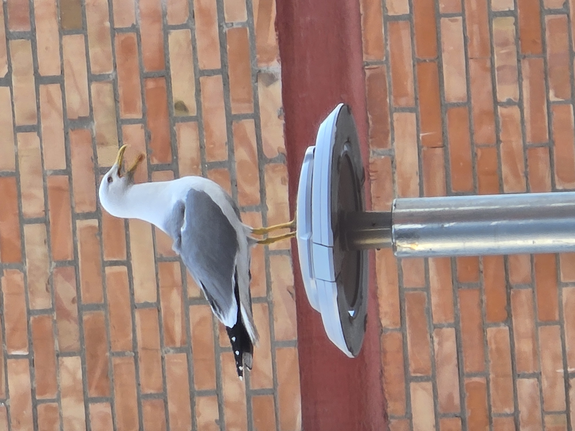 In Cornellà De Llobregat, Spain, a single adult seagull is depicted perched on a metallic urban fixture. The bird, characterized by a white head, neck, and underside, with a grey back and upper wings, stands on yellow legs. Its yellow beak is open, and its head is oriented towards the left of the frame. The tail feathers are black with distinct white terminal spots. The seagull rests on a circular, light grey metallic cap, which is mounted on a silver-colored cylindrical pole. The background consists of a reddish-orange brick wall with grey mortar lines. A prominent horizontal dark red structural beam runs across the lower portion of the brick wall, behind the metallic pole. The scene is illuminated by natural daylight.