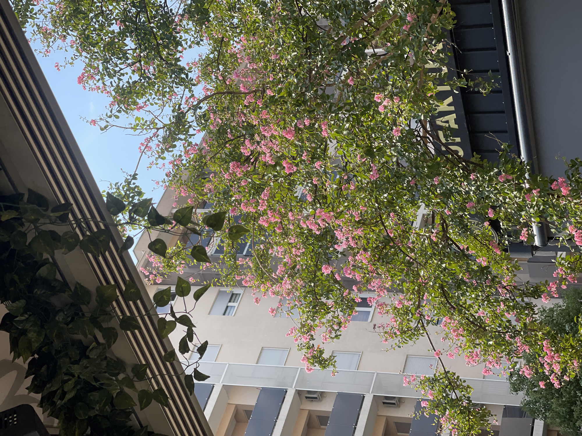 The image captures a bright, sunny day in Podgorica, Montenegro. A vibrant flowering tree, likely a crape myrtle with its delicate pink blossoms, dominates the foreground, its branches arching towards the viewer. Behind the tree, a modern apartment building with multiple balconies and windows stands tall. To the right, part of a dark-colored building with golden lettering is visible, suggesting it might be a business or restaurant. Lush green foliage, possibly artificial vines, hangs from an overhead structure on the left side of the frame, casting subtle shadows. The sky is a clear, bright blue. There are no people or animals visible in the scene. The overall impression is one of urban nature and everyday life in a city.