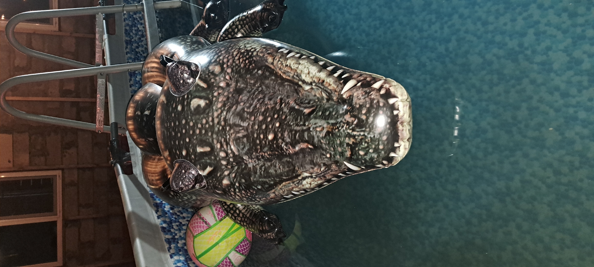 An inflatable alligator pool toy is floating in a pool. The pool has a blue and white patterned liner. Next to the alligator is a pink and yellow volleyball. In the background, a wooden fence and a silver pool ladder are visible. The scene is dimly lit, suggesting it is nighttime.