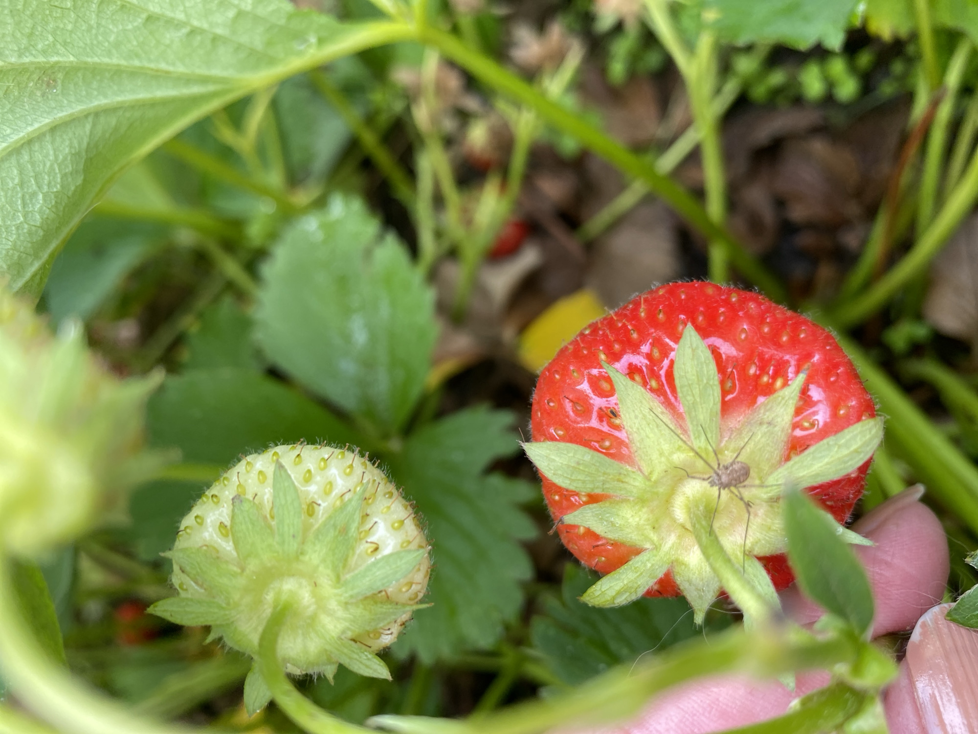 A close-up shot focuses on two strawberries, one ripe and red, the other unripe and green, nestled amongst lush green foliage. A small spider, with spindly legs, is perched on the calyx of the ripe strawberry. The background is a blur of green leaves and brown earth, suggesting an outdoor garden setting. The image appears to be taken in Roudnice nad Labem, Czechia, a city known for its historical significance and natural beauty, with a prominent castle overlooking the Elbe River. The detail of the spider and the distinct stages of the strawberries suggest a moment captured in nature, possibly during the strawberry harvesting season.