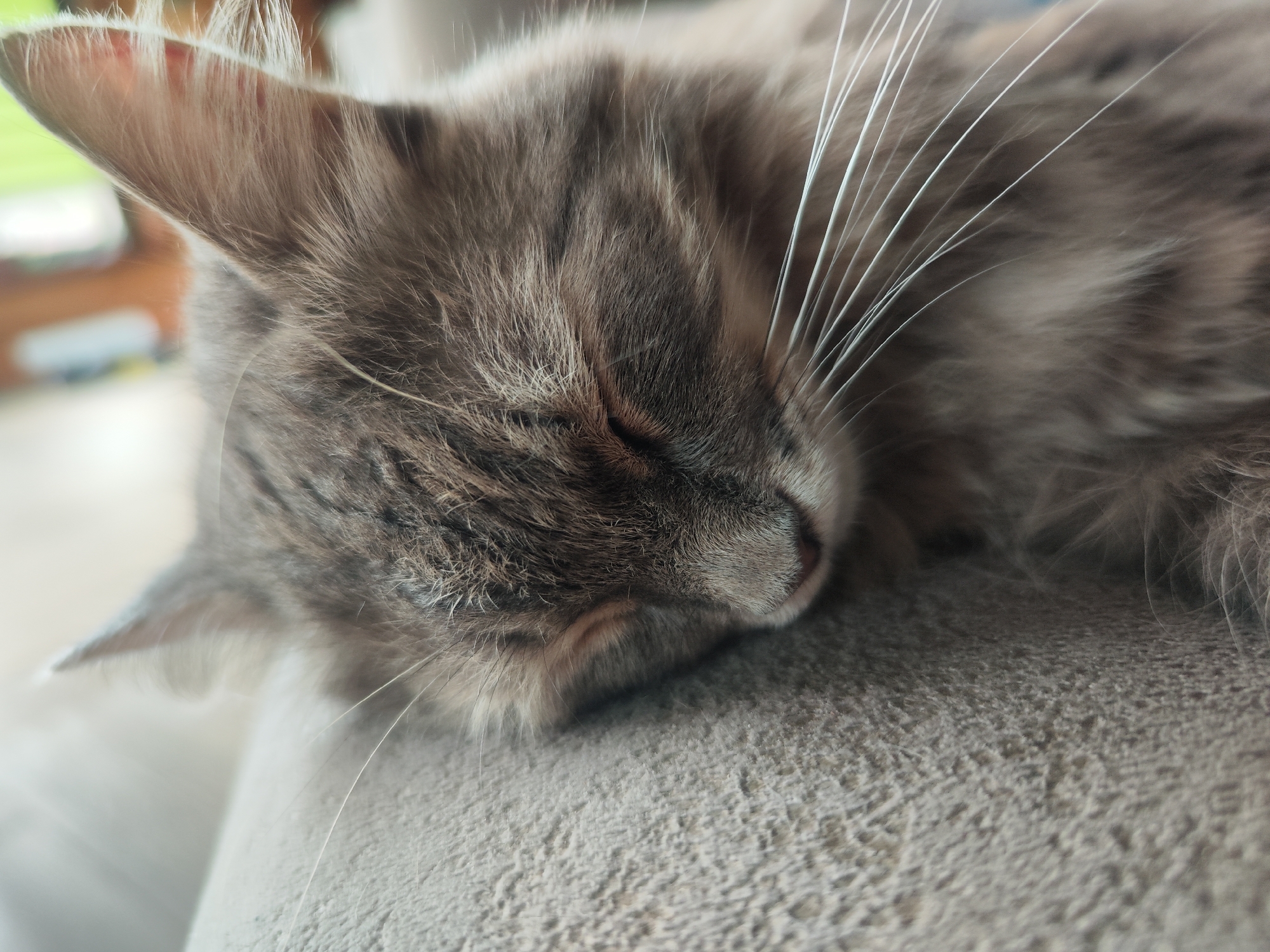 A close-up shot depicts a gray, fluffy cat deeply asleep. The cat is lying on a soft, textured surface, likely a couch or blanket. Its head is angled towards the left of the frame, with its left ear prominently visible. Long, white whiskers extend from its muzzle, contrasting with the darker fur. The lighting is soft and diffused, highlighting the textures of the cat's fur and the underlying surface. The location within the city of Chaikovsky, Russia is unknown.