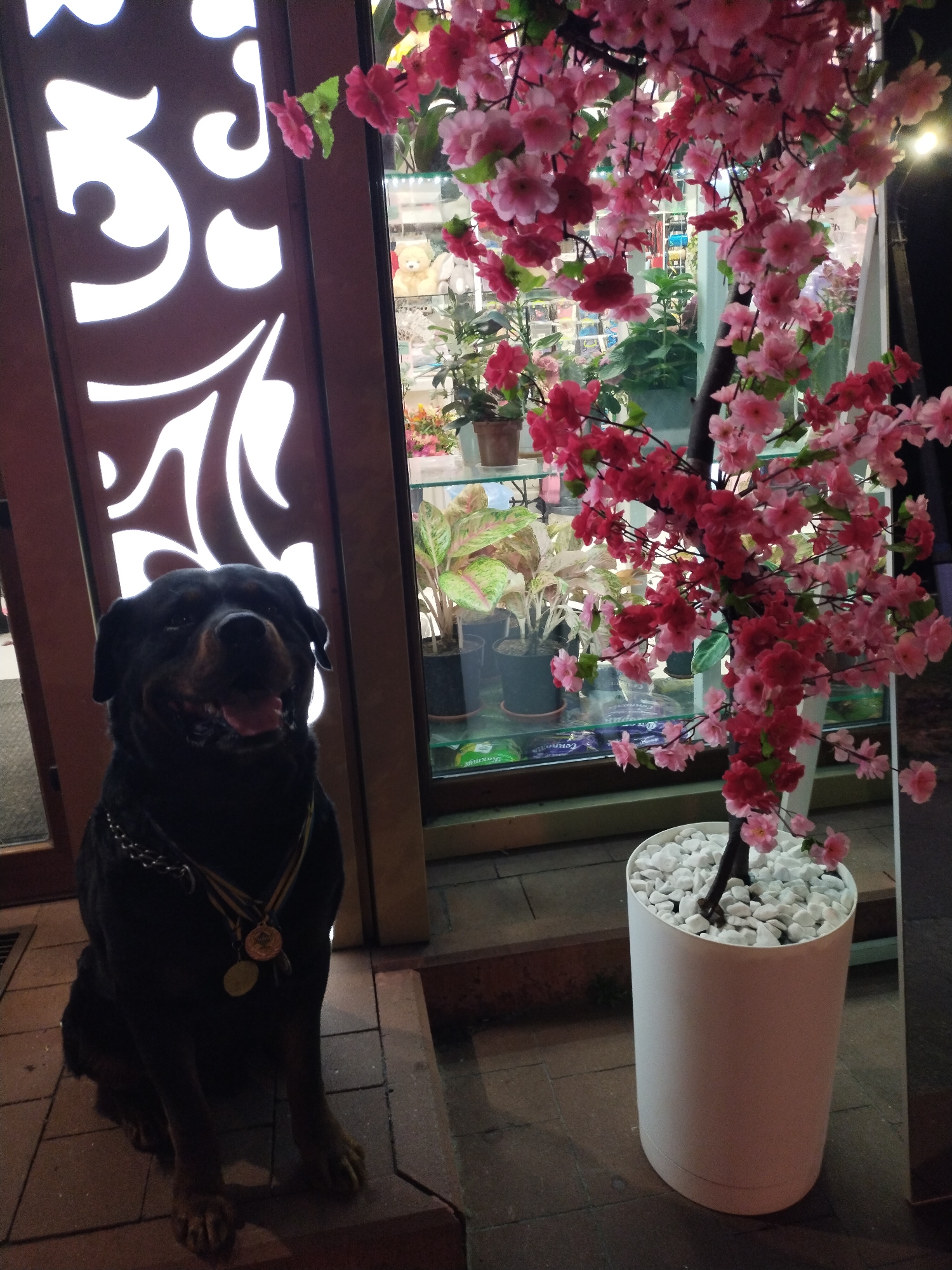 In Horishni Plavni, Ukraine, a large black Rottweiler dog sits on a tiled step in front of a dark brown, ornate door with illuminated white cutouts. The dog is wearing a metal chain collar and two medals on a ribbon. To the right of the dog, a tall white planter holds a faux cherry blossom tree with pink and red flowers. Behind the dog and tree, a glass display case is visible, containing various potted plants, including one with pink and green variegated leaves, and a small teddy bear. The scene appears to be set at night or in low light conditions.