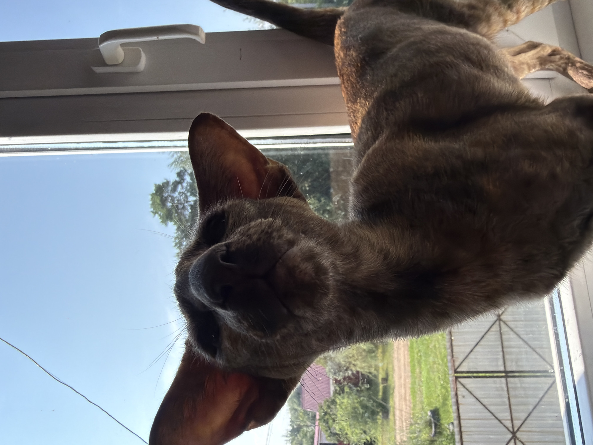 A low-angle close-up shot captures an Oriental Shorthair cat with striking large ears and a brown-striped coat perched on a windowsill. The cat is looking upwards and slightly to its left, its face illuminated by bright sunlight. Behind the cat, a window reveals a clear blue sky and a glimpse of lush green trees and a rural landscape, suggesting the location is outside of a major city. A white window frame and handle are visible on the right side of the image. The scene is domestic and appears to be a snapshot taken indoors, looking out. There is no indication of the city of Chaikovsky, Russia, within the visual elements of the photograph itself.