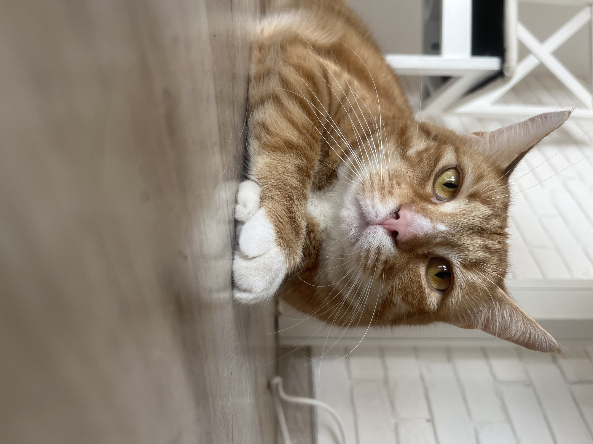 The media file features an orange tabby cat lying on a wooden floor, with its head tilted upwards, looking directly at the camera. The cat's fur has distinct stripes of orange and cream. It has white paws and a pink nose. Its eyes are a striking yellow-green, and long white whiskers fan out from its muzzle. In the background, a white furniture item with criss-cross detailing and a white brick wall are visible. A white cord is also present on the floor. The lighting suggests an indoor setting, possibly during the daytime. The cat's gaze appears curious and engaged. No visible text is present in the image. The location is identified as Zabrze, Poland.