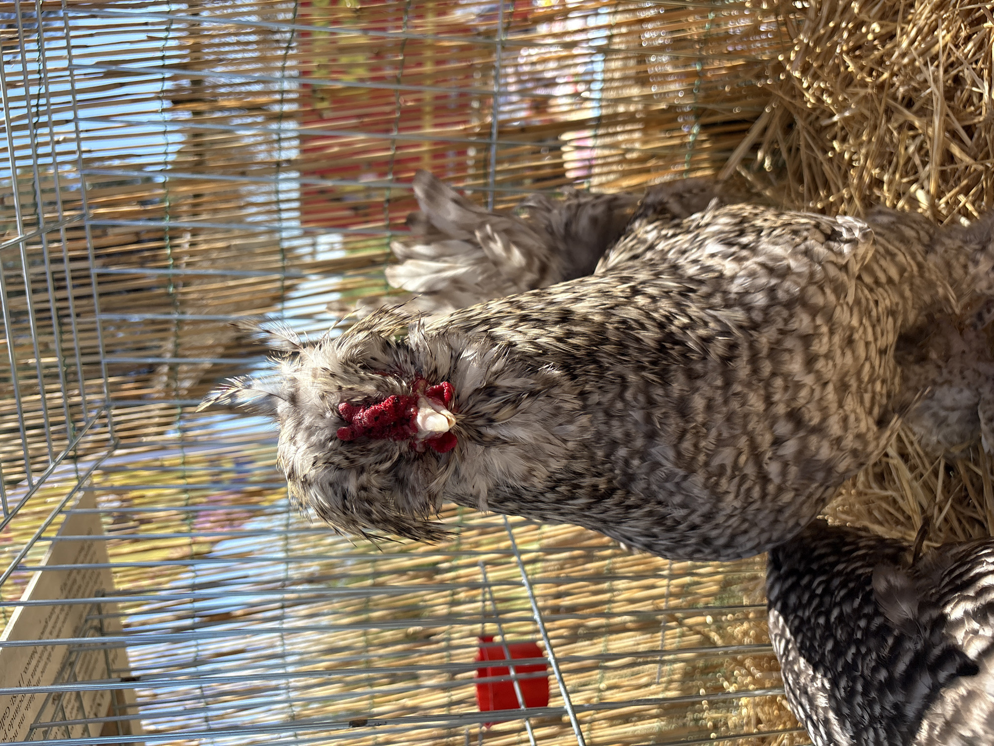 A barred Plymouth Rock chicken is in a wire cage. The background shows a bamboo blind and straw. The scene is outdoors, and the location is Rome, Italy.