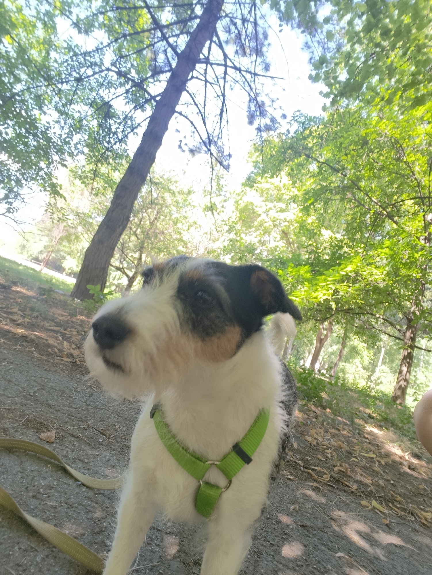 The image shows a Jack Russell Terrier dog wearing a green harness and leash. The dog is in focus and positioned in the foreground, with its head turned to the left, looking slightly down. Its fur is predominantly white with patches of brown and black on its head and back. The background consists of a wooded area with trees and dappled sunlight filtering through the leaves, suggesting an outdoor setting in a park or forest. The ground appears to be a dirt path covered with fallen leaves. The environment is consistent with the publicly accessible natural spaces within Chișinău, Moldova, such as parks like Dendrarium or Valea Morilor, which offer shaded walking paths surrounded by vegetation. No people are clearly visible in the frame.