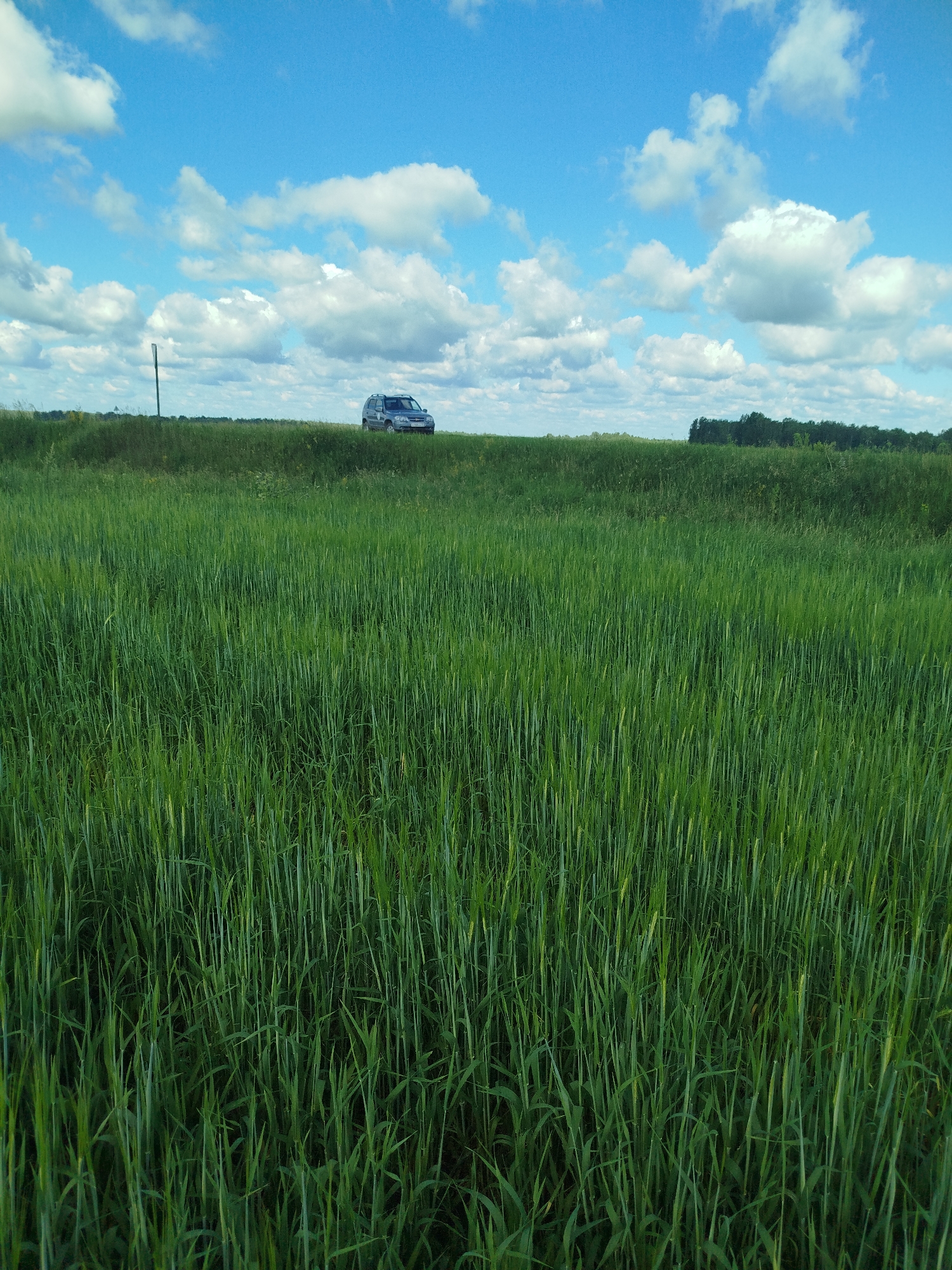 This is a daytime, outdoor, medium-shot photograph captured on a bright, sunny day with a blue sky dotted with fluffy white clouds. The scene is dominated by a vast, vibrant green field, likely of wheat or barley, stretching across the foreground and midground. The crops are lush and tall, with individual stalks clearly visible.
In the distance, on a slight rise or embankment, a dark-colored SUV is parked. A thin, dark pole stands near the vehicle. Beyond the field and the embankment, a dense line of dark green trees forms the horizon. The overall impression is one of rural tranquility and natural beauty. The time of day appears to be midday, given the bright sunlight and clear sky. There is no visible text in the image.